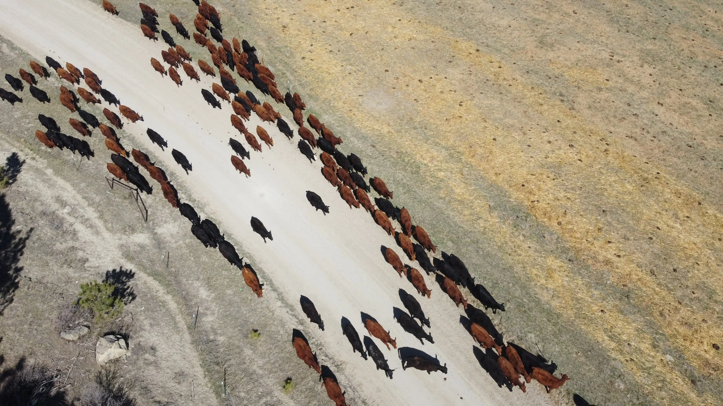 Arial photo, cattle on Road, Roundup, Montana, Kite Cattle Company, Kite Ranch