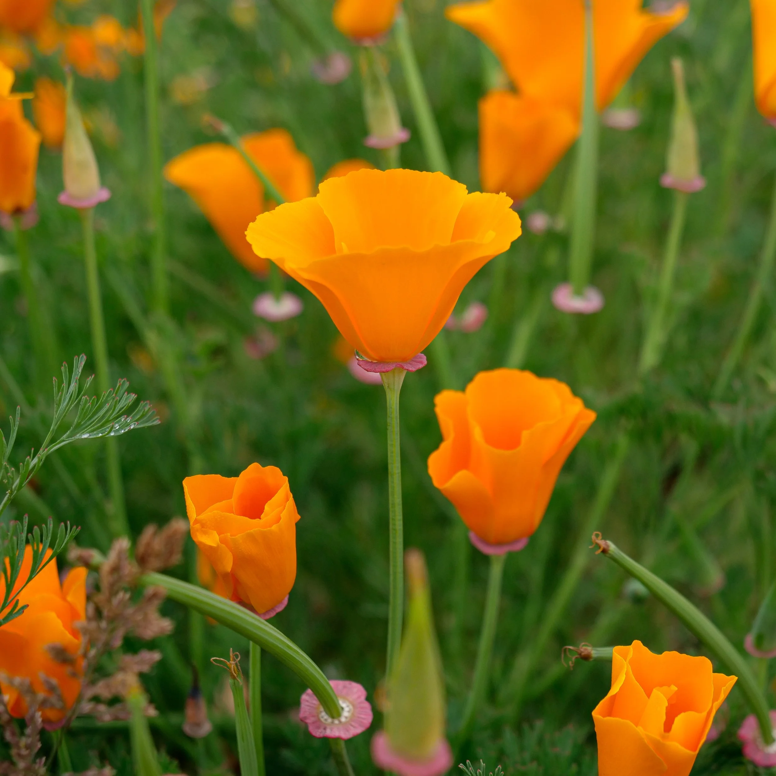 California Poppy