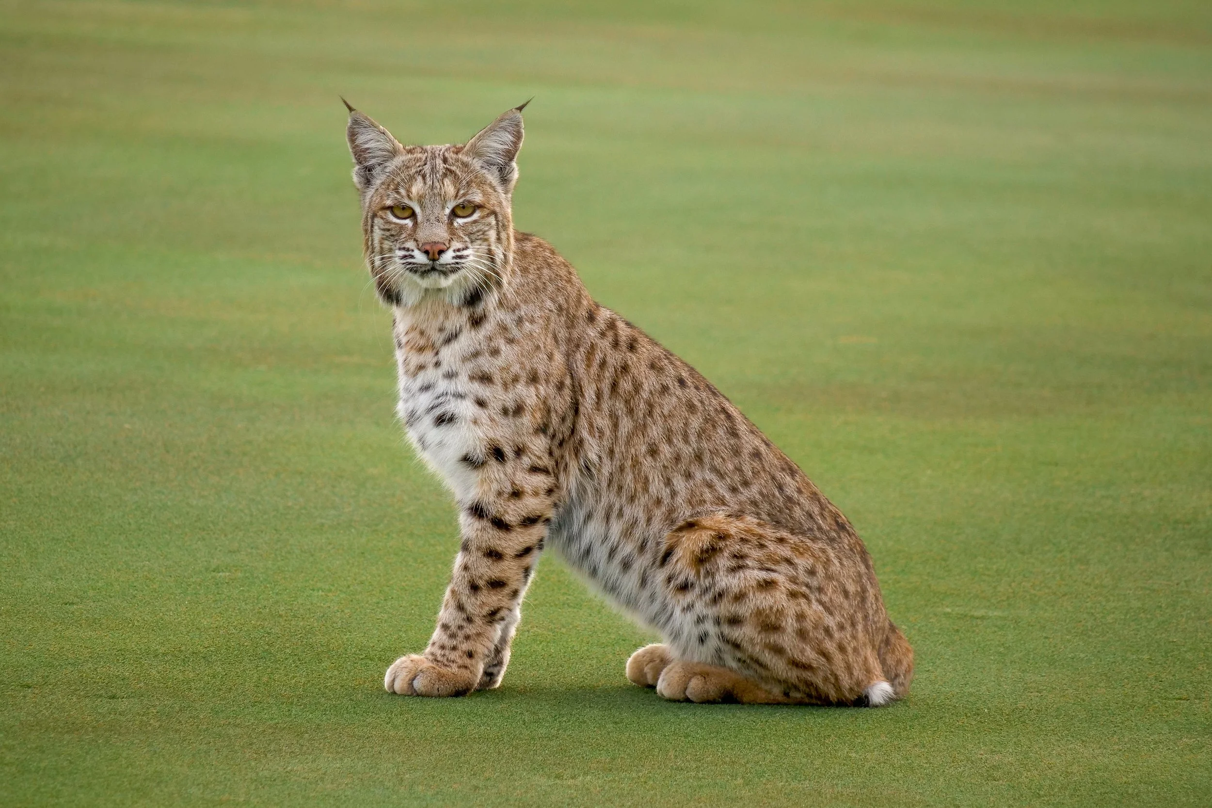 Bobcat