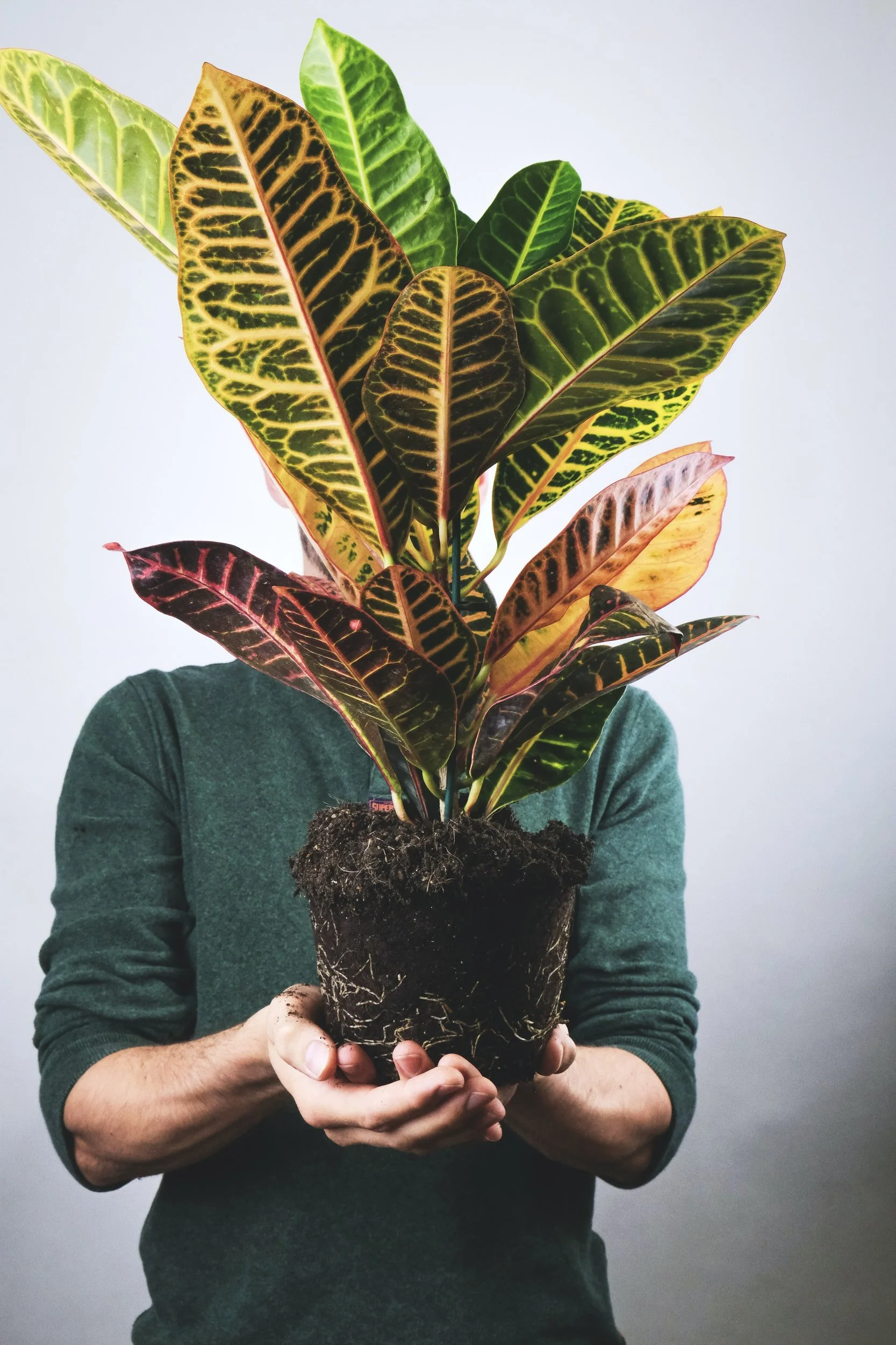 Getting To The Root 