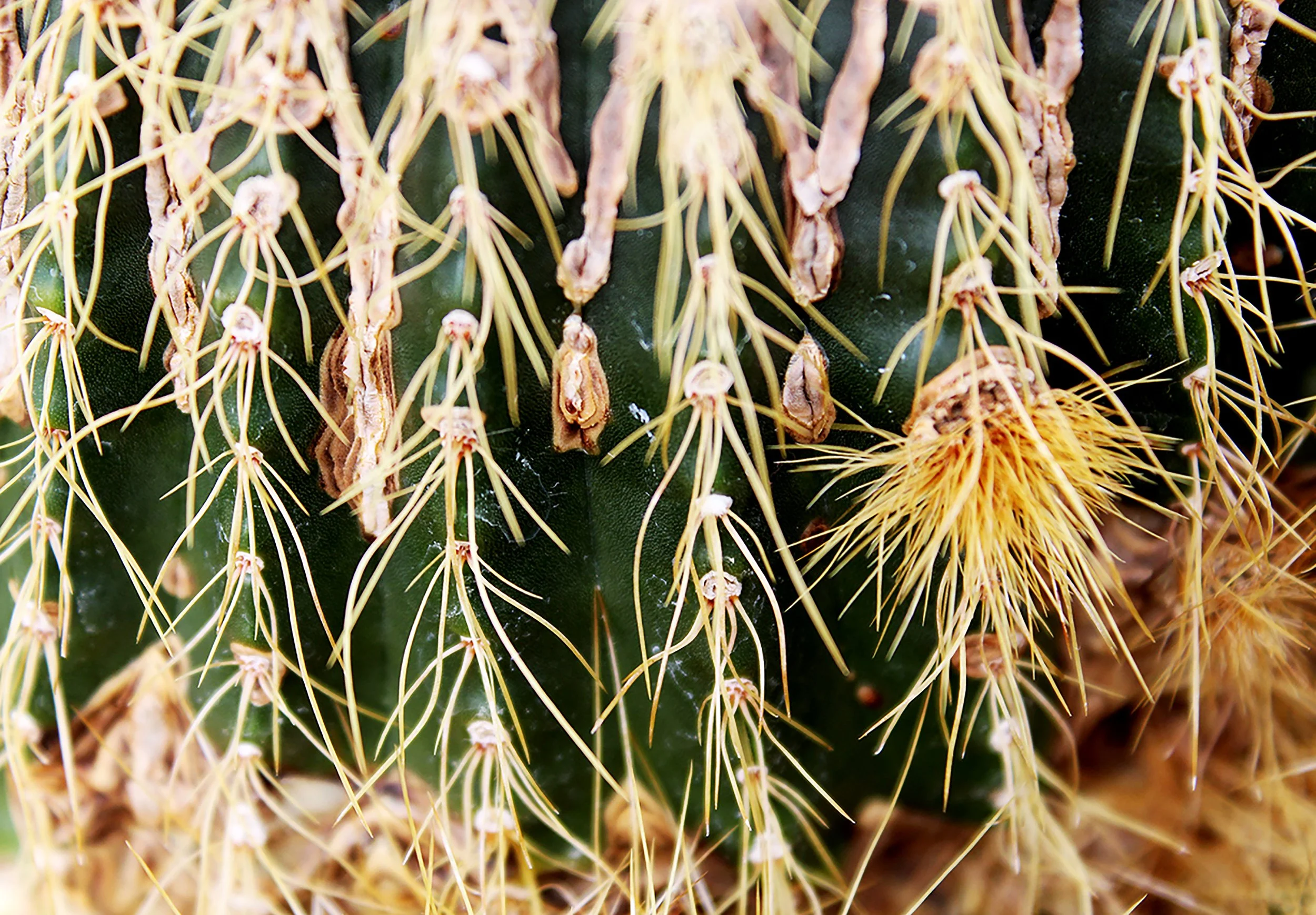 botanical-gardens-cactus.jpg