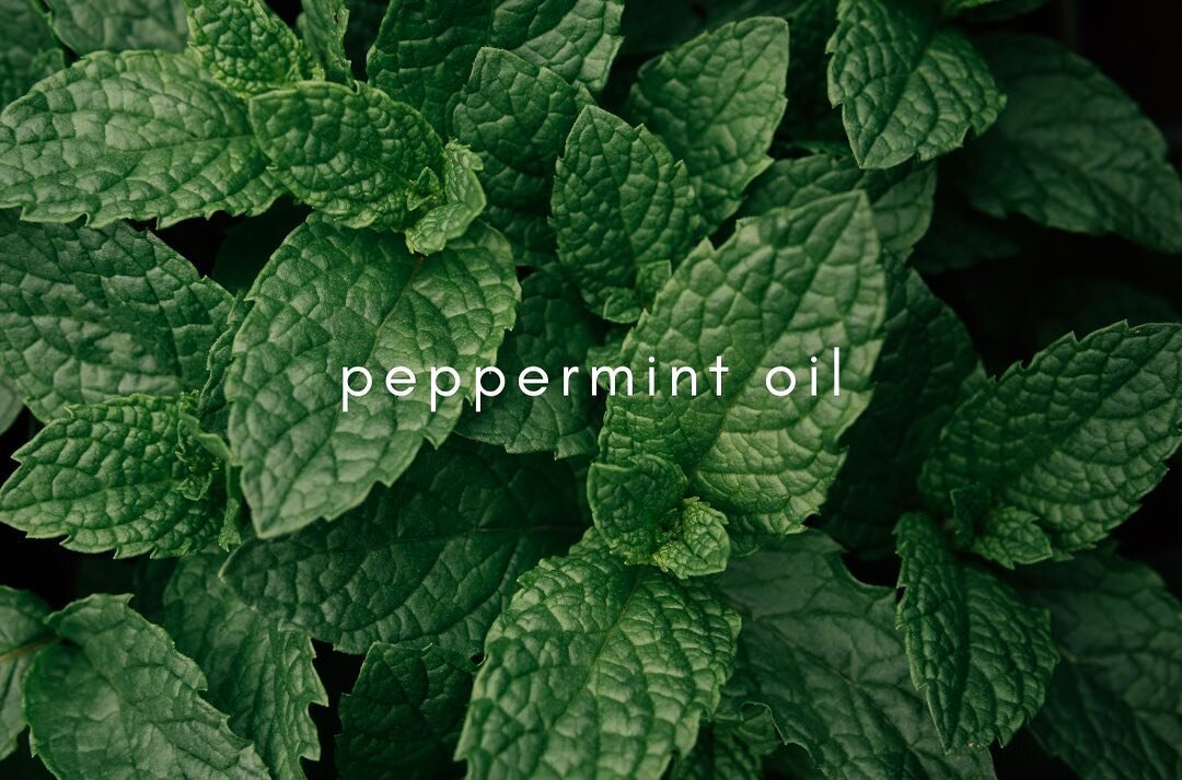 Peppermint Oil ✨

This incredible essential oil is an ingredient in so many Gleam &amp; Glow products for good reason. 

Not only does pure peppermint essential oil smell amazing, but its also has a myriad of health benefits 😁

Peppermint oil topi