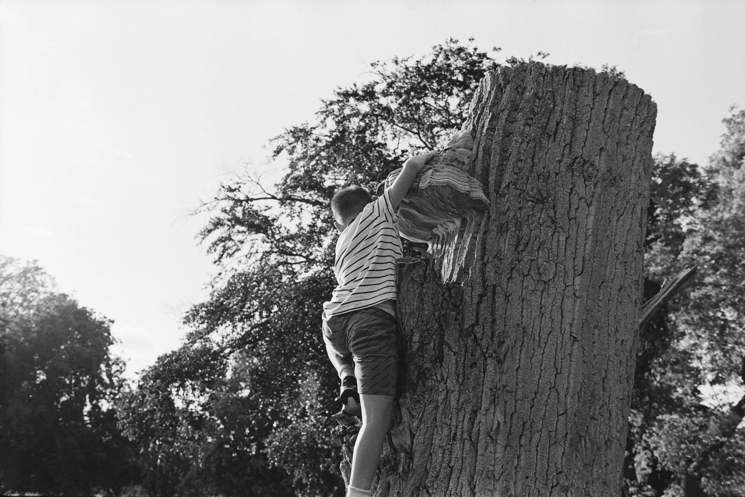 A young boy climbing a large tree trunk outdoors, with a background of other trees and the sky.