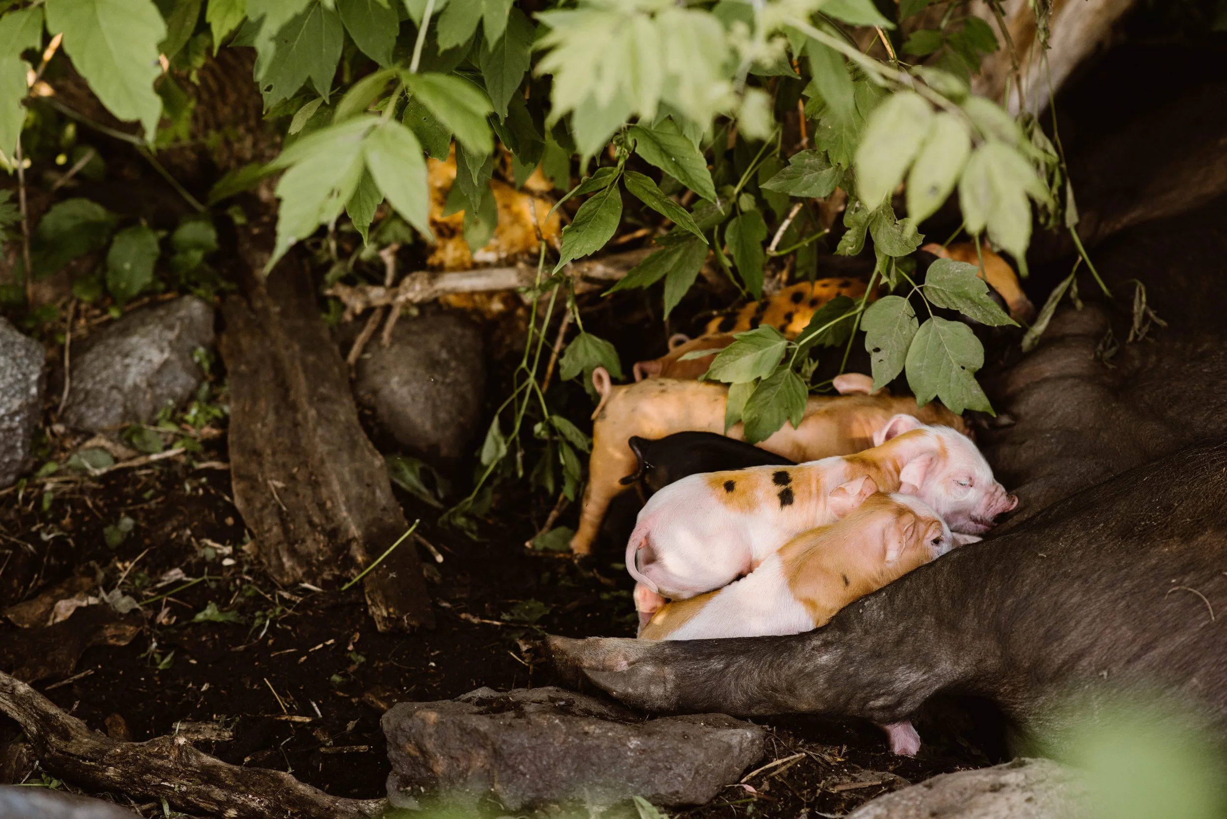 Several piglets resting on the ground under green foliage and rocks.