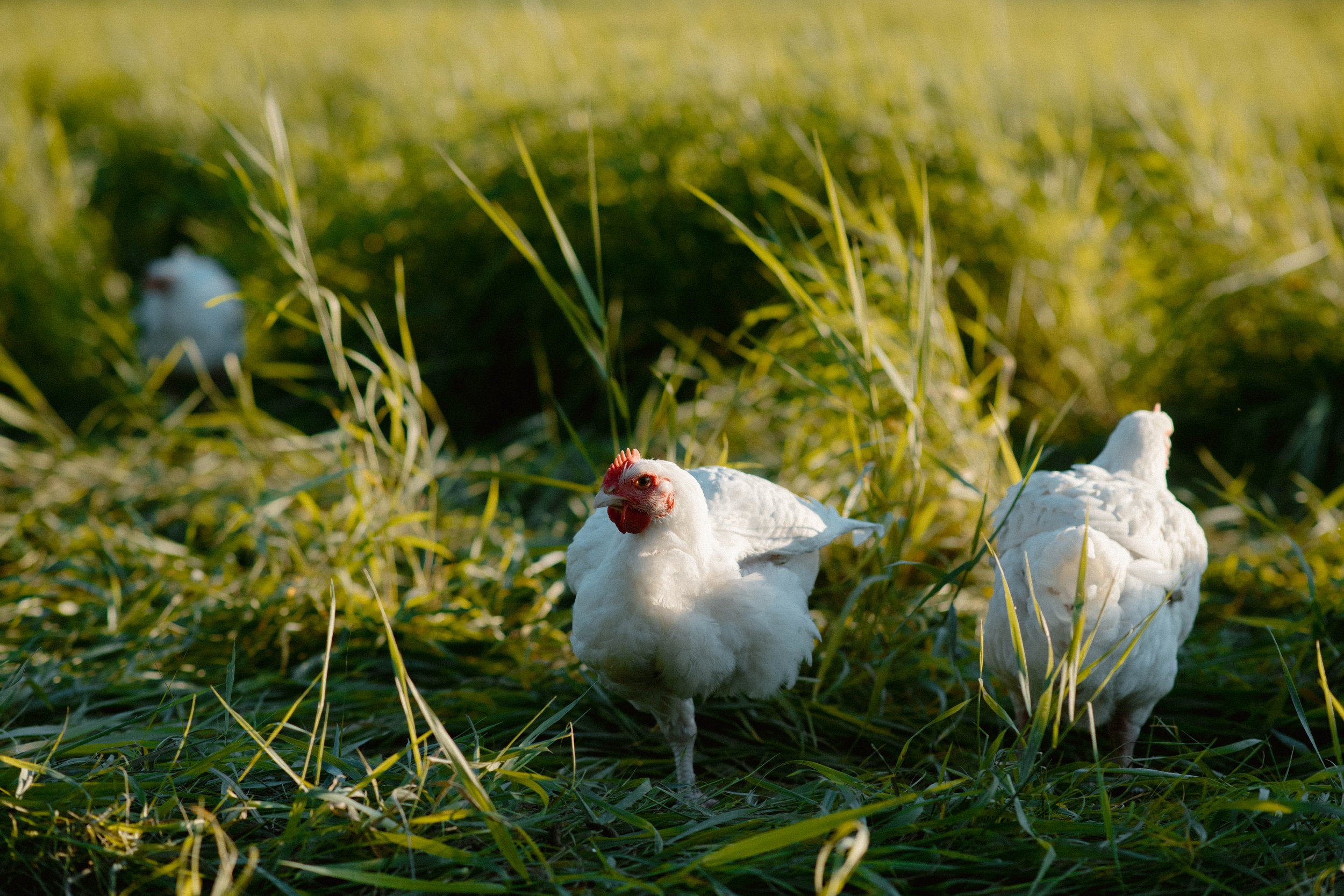 FEATHERED_ACRES_0091.jpg