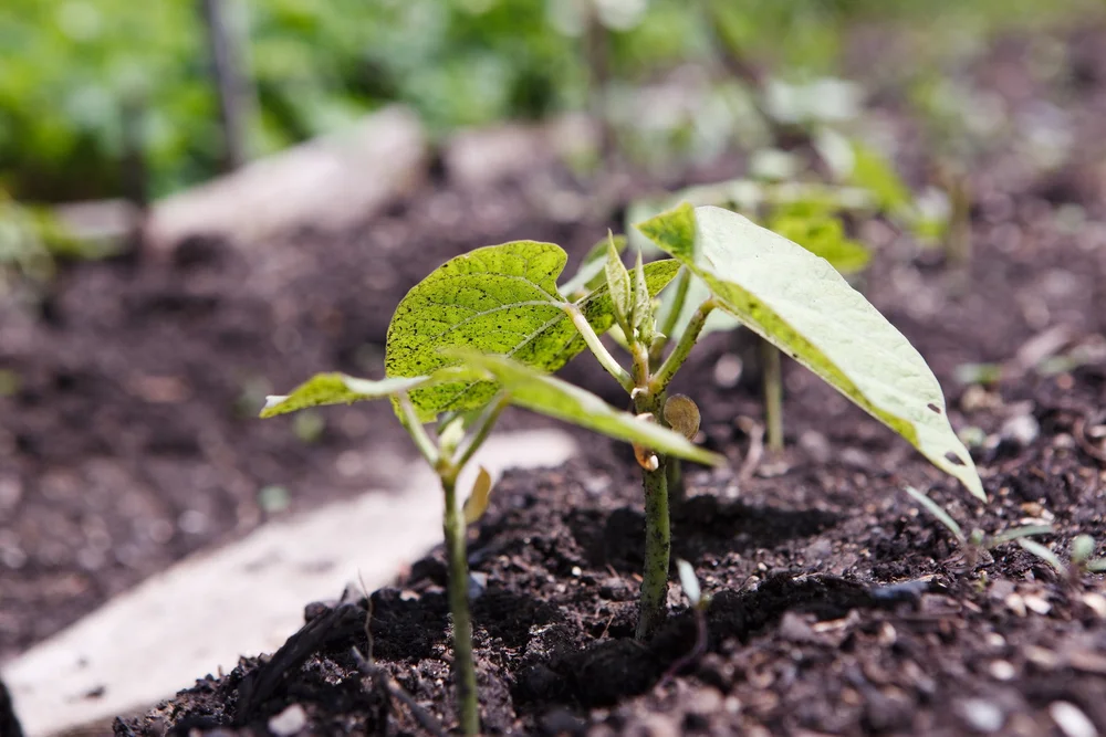 Inoculants — Pine Creek Seed Farm