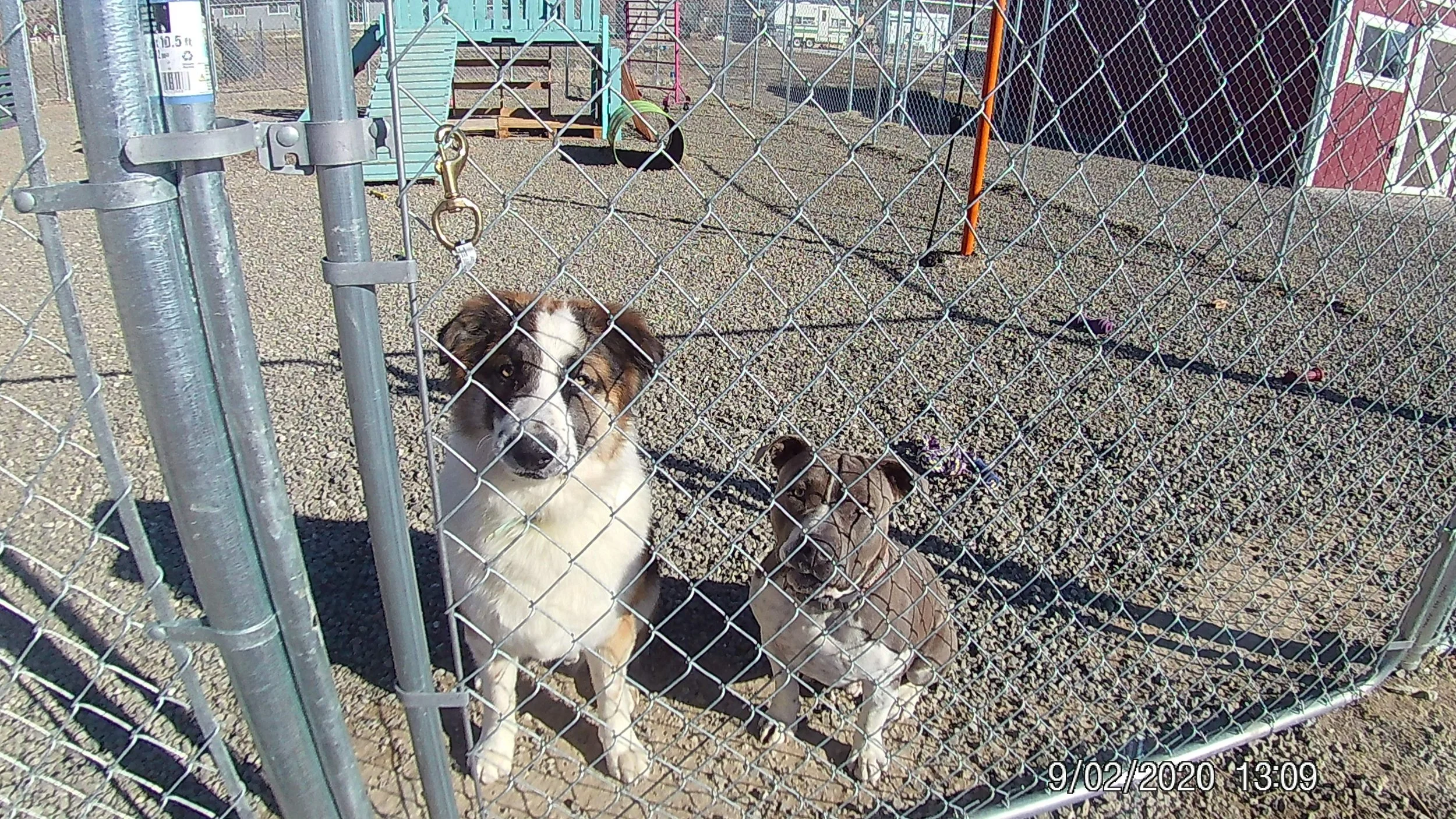 Dog Training Reno Nevada — Country Acres Dog Academy