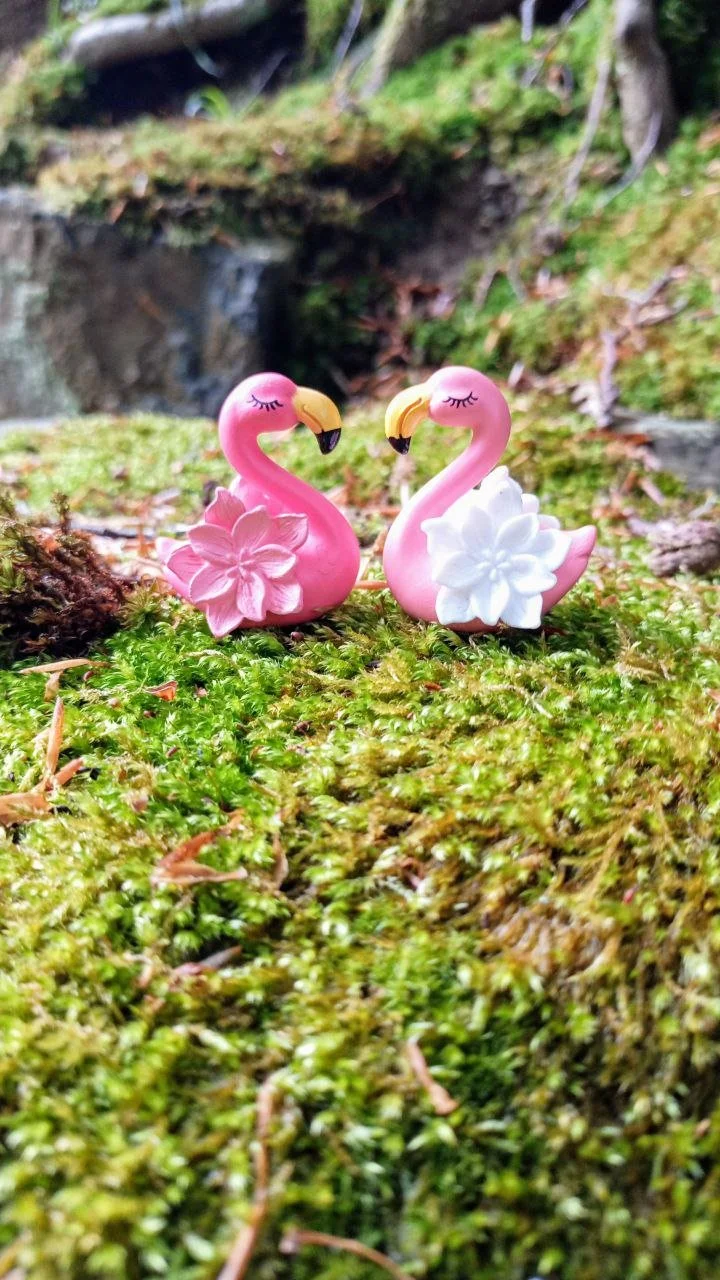 Steinalt, krautig, rosarot. EinWildkräuterspaziergang mit Flamingo-Faktor!