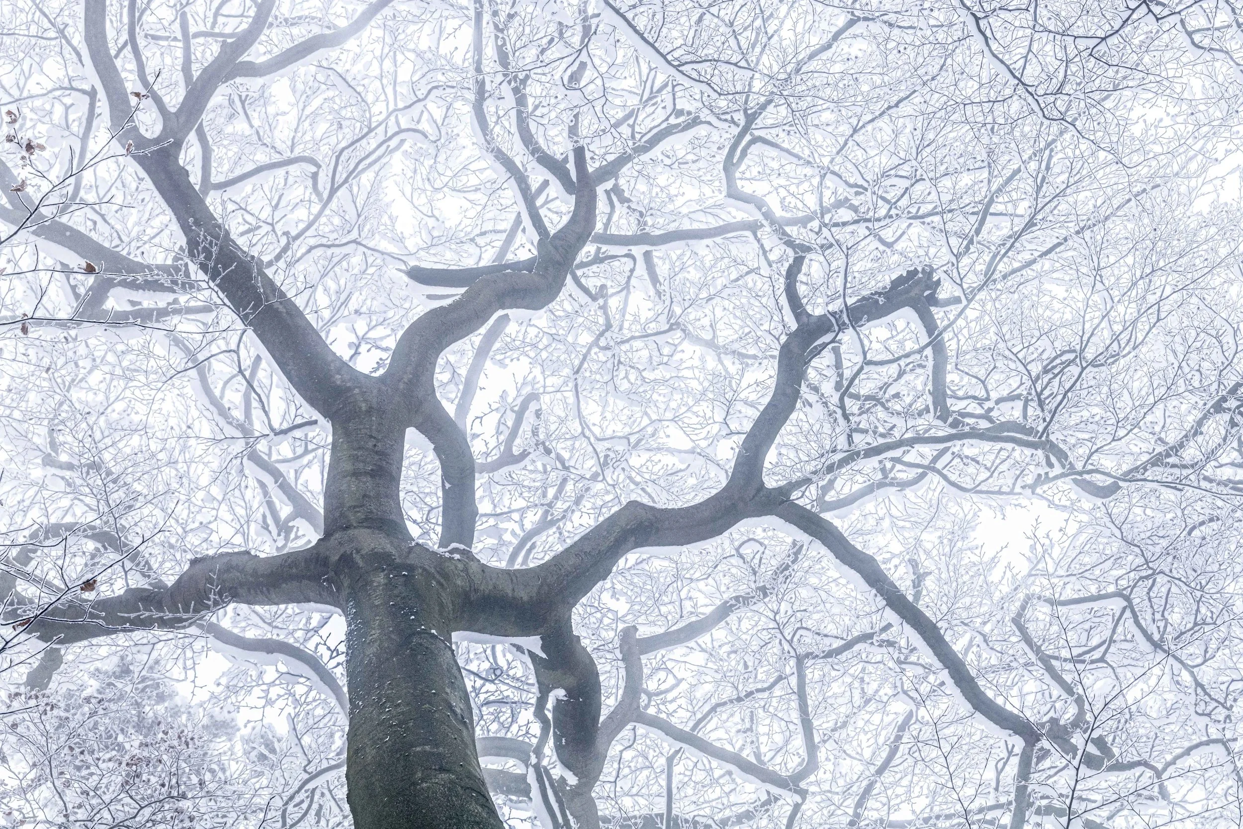 Winter Snows
