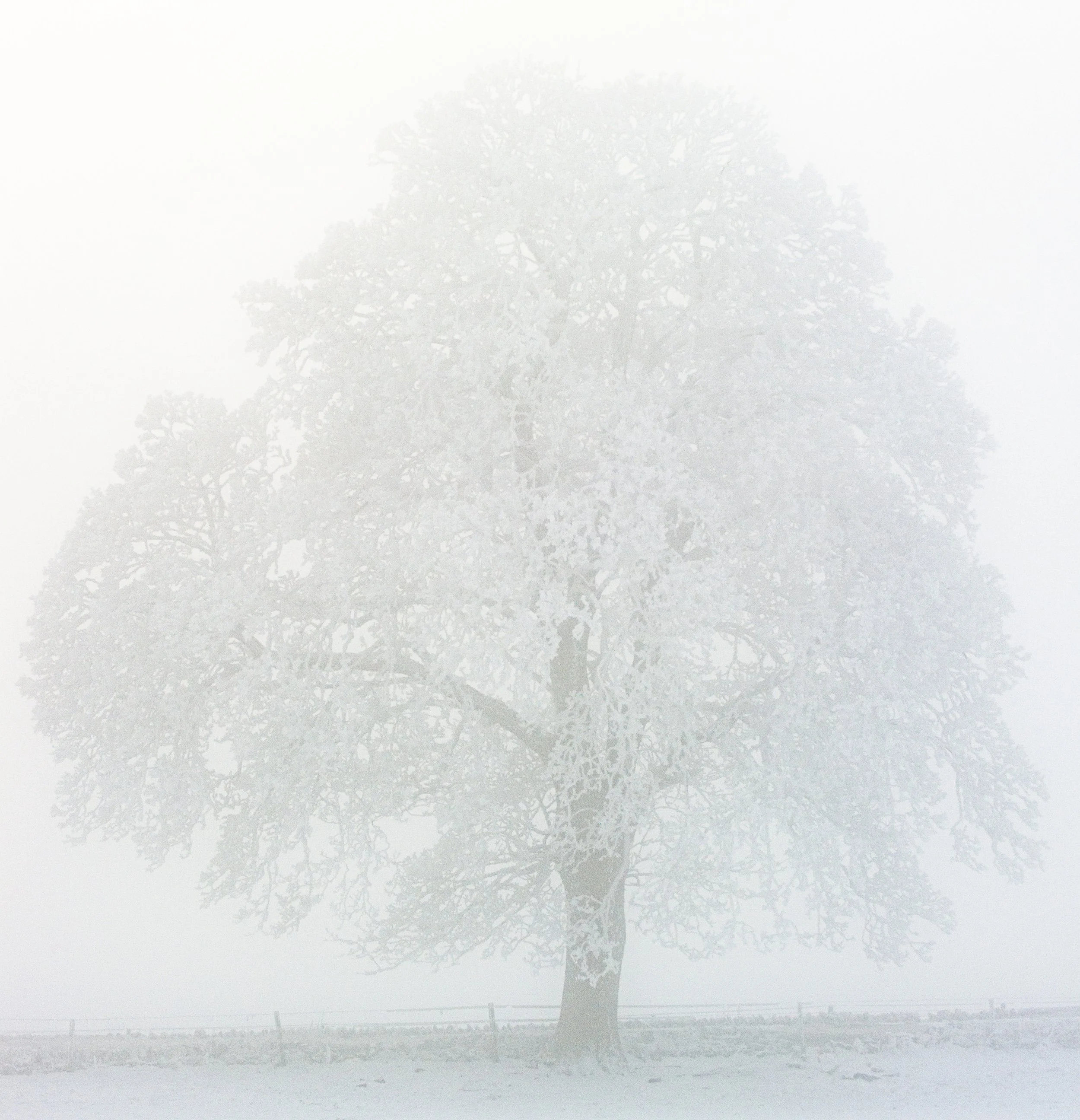 Dec 2010-3195.jpg