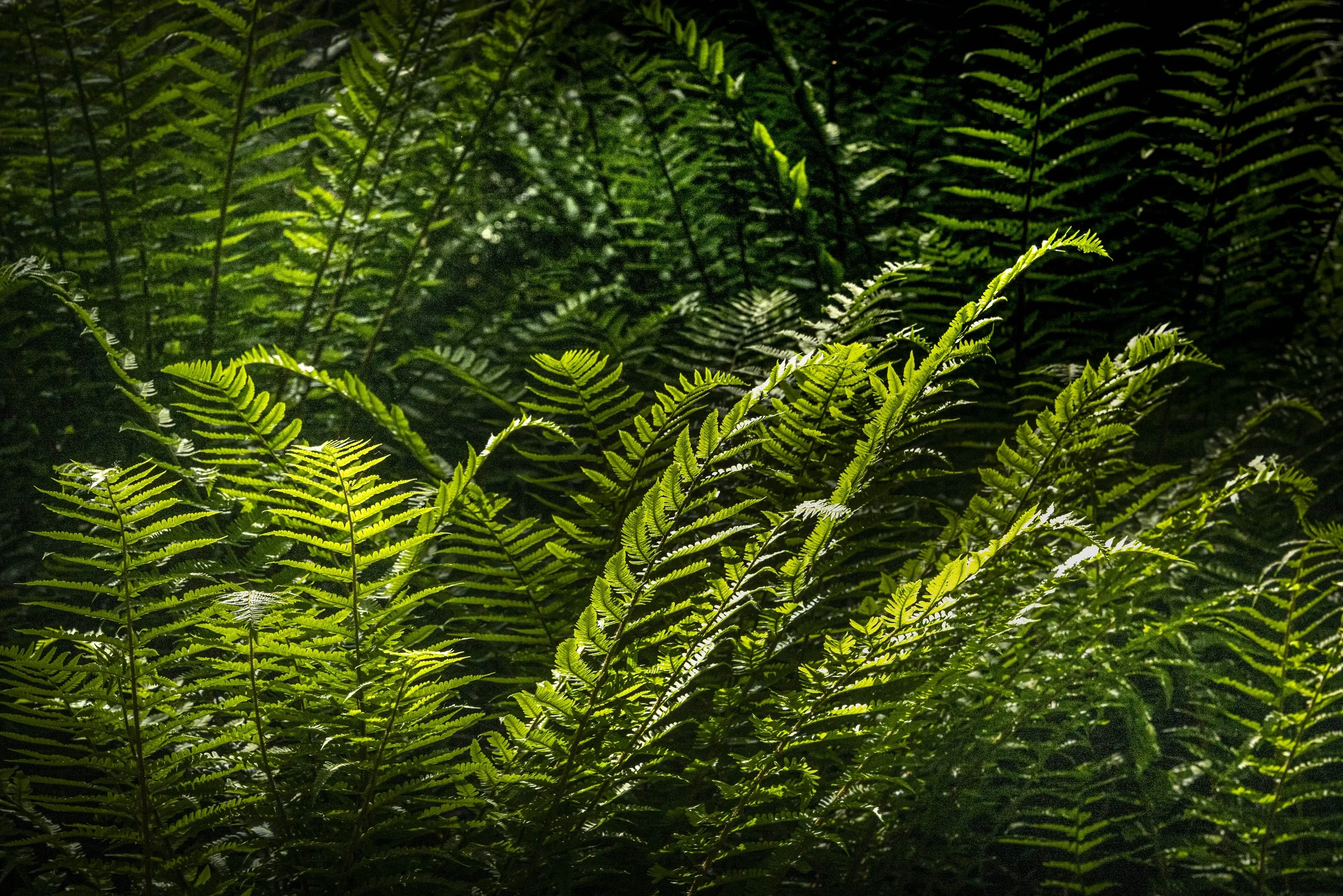 Winter VWH-1080390.jpg