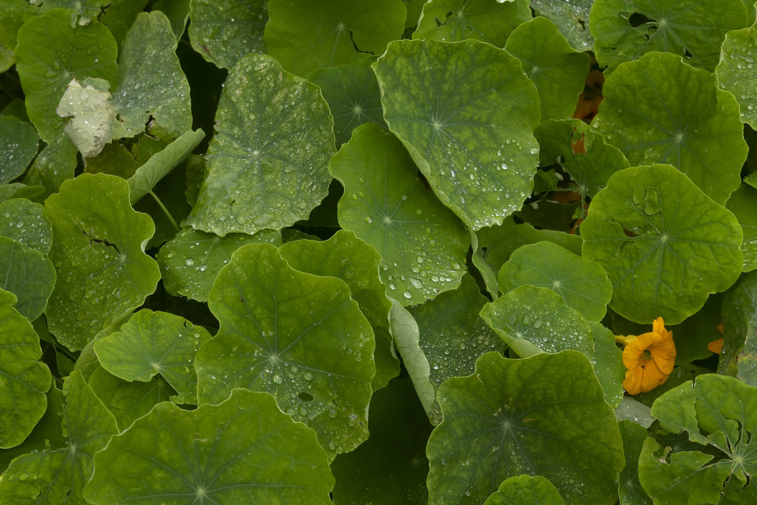 L1080833.jpg