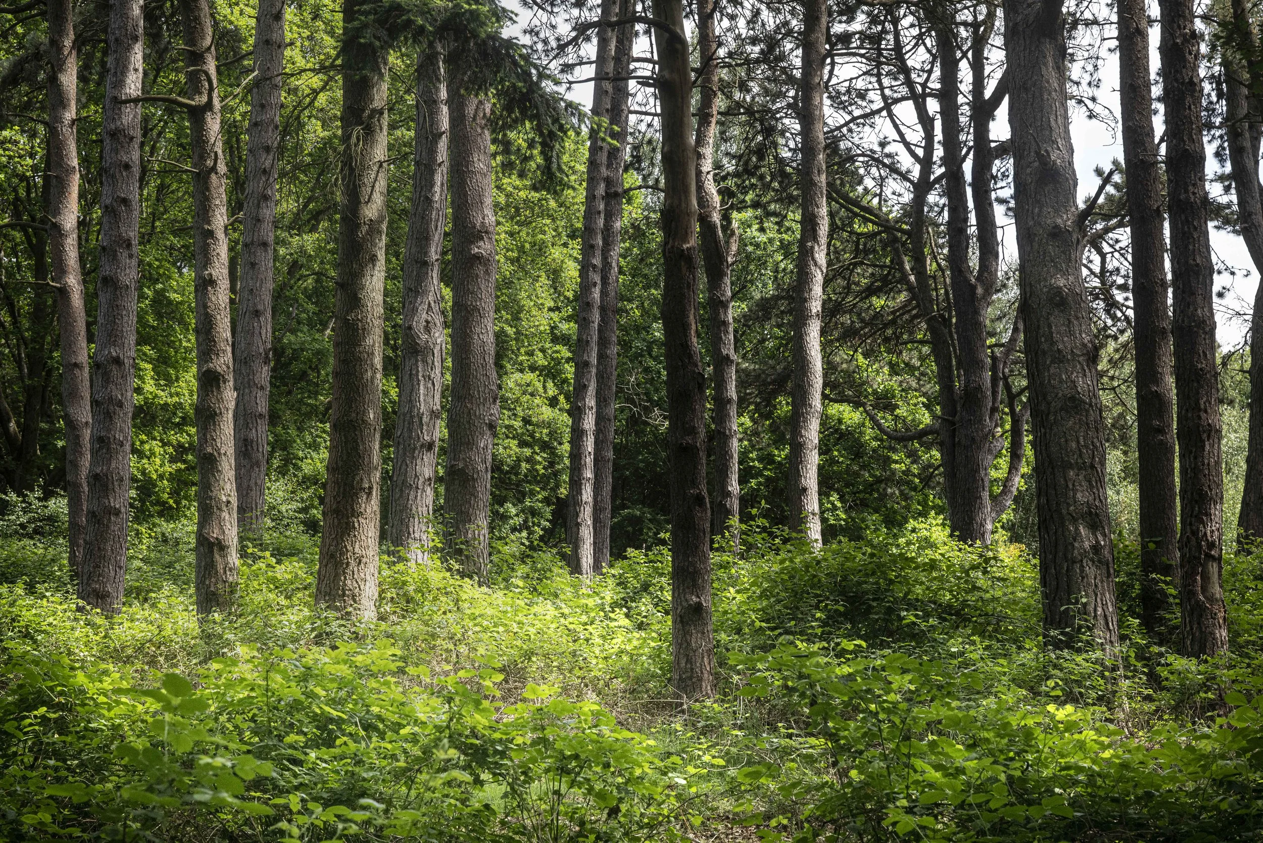 Winter VWH-1080348.jpg