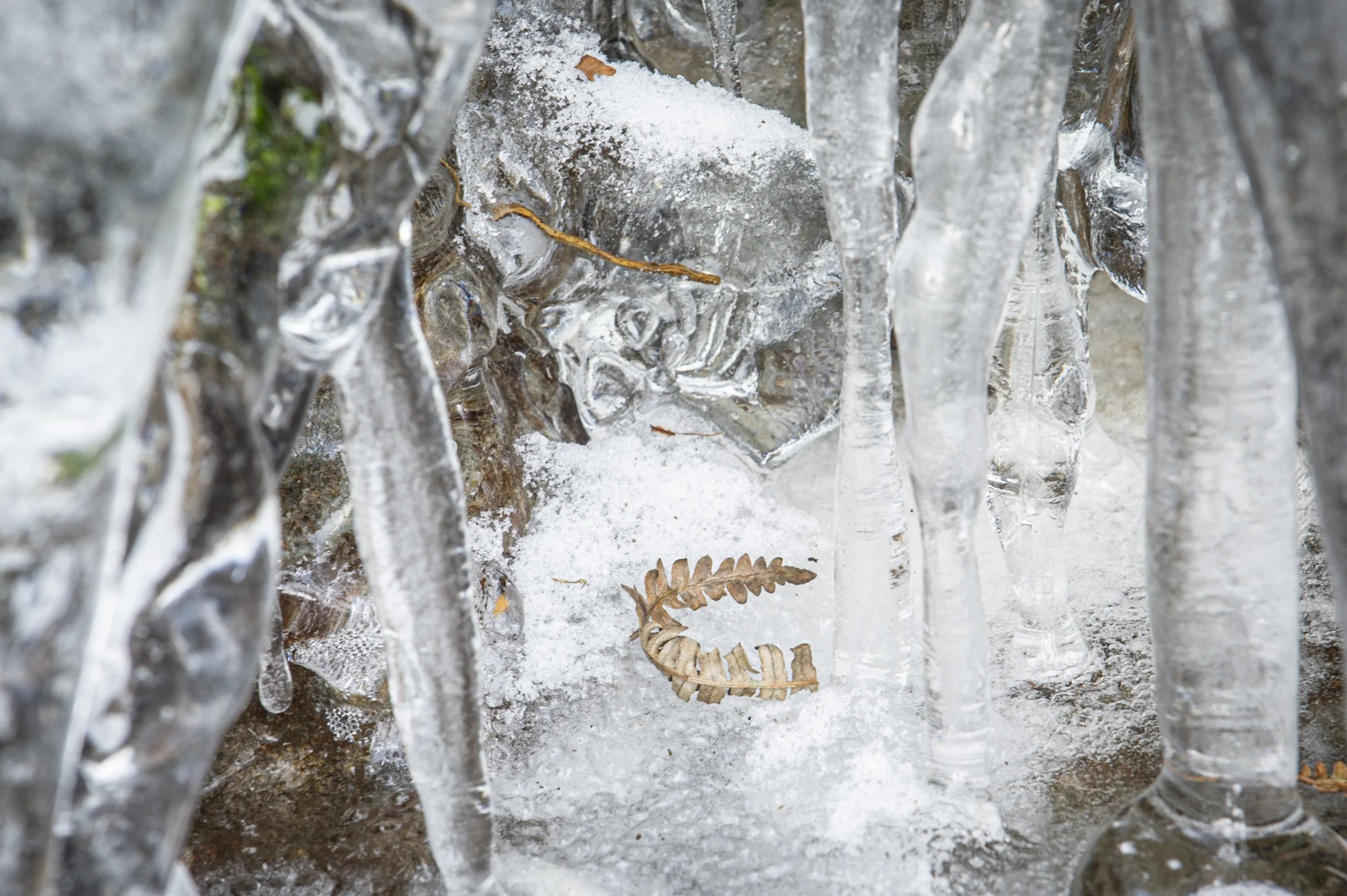 January Snow & Ice-138.jpg