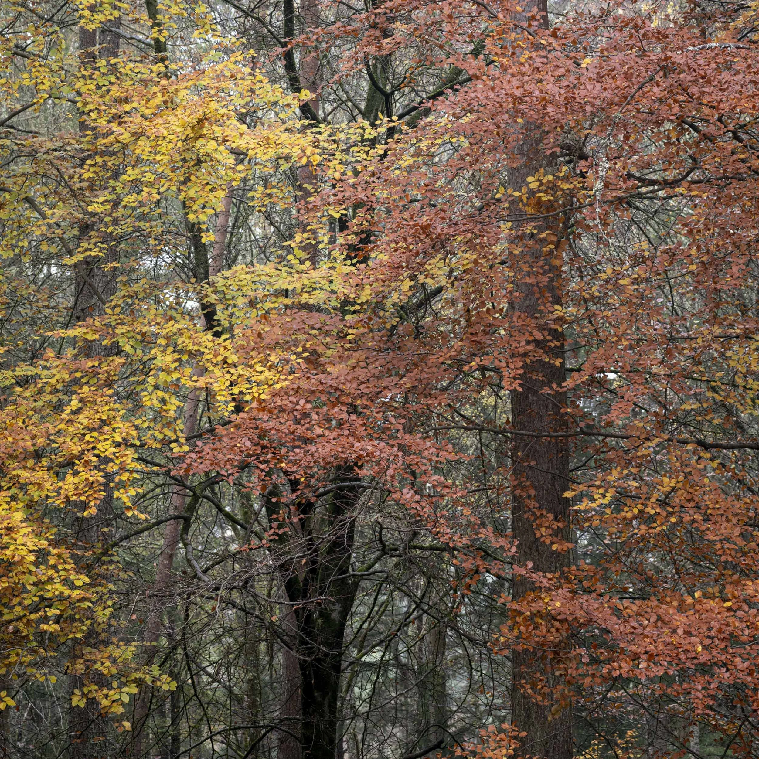L1010293.jpg