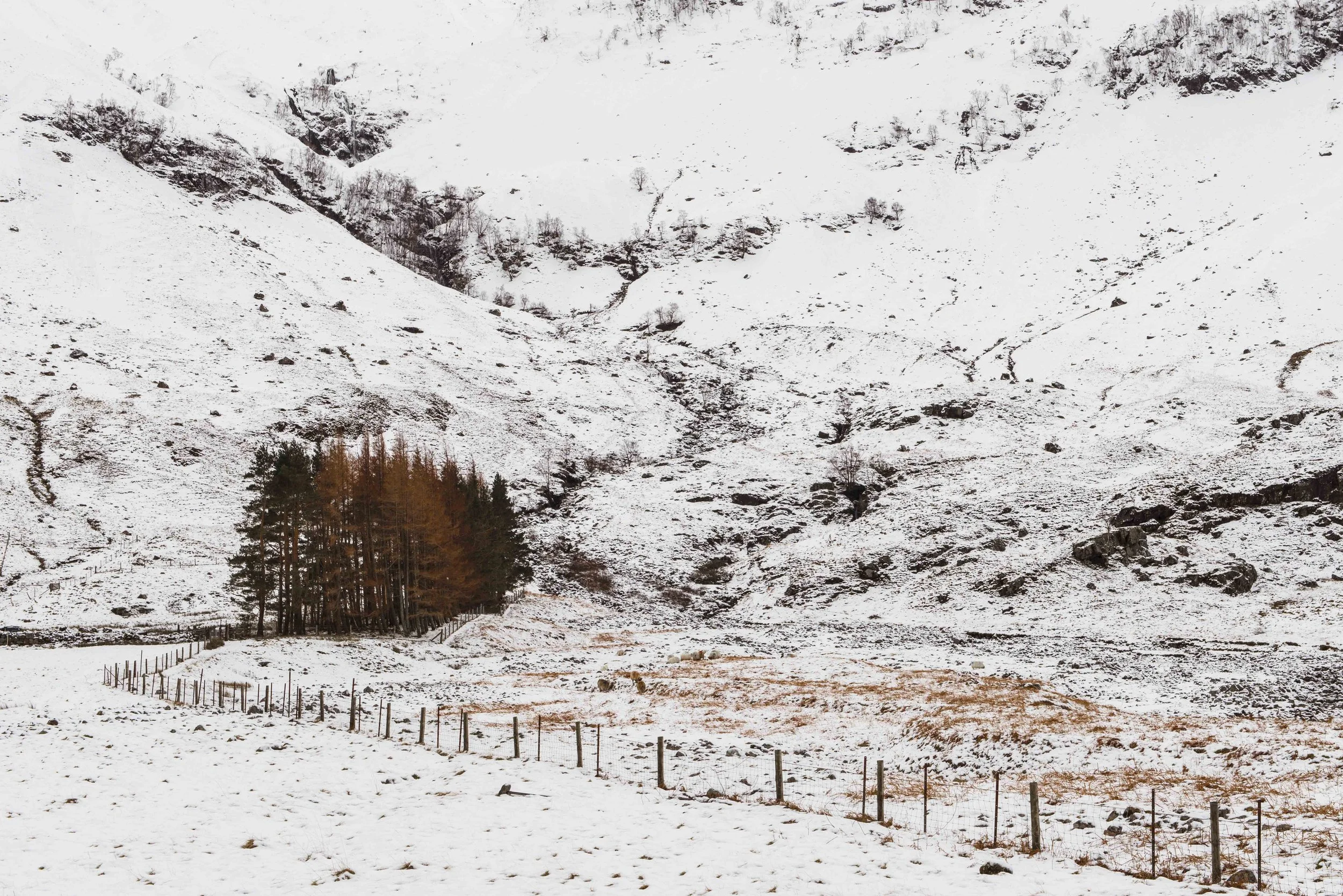 Flaming Trees in Snow (1 of 1).jpg