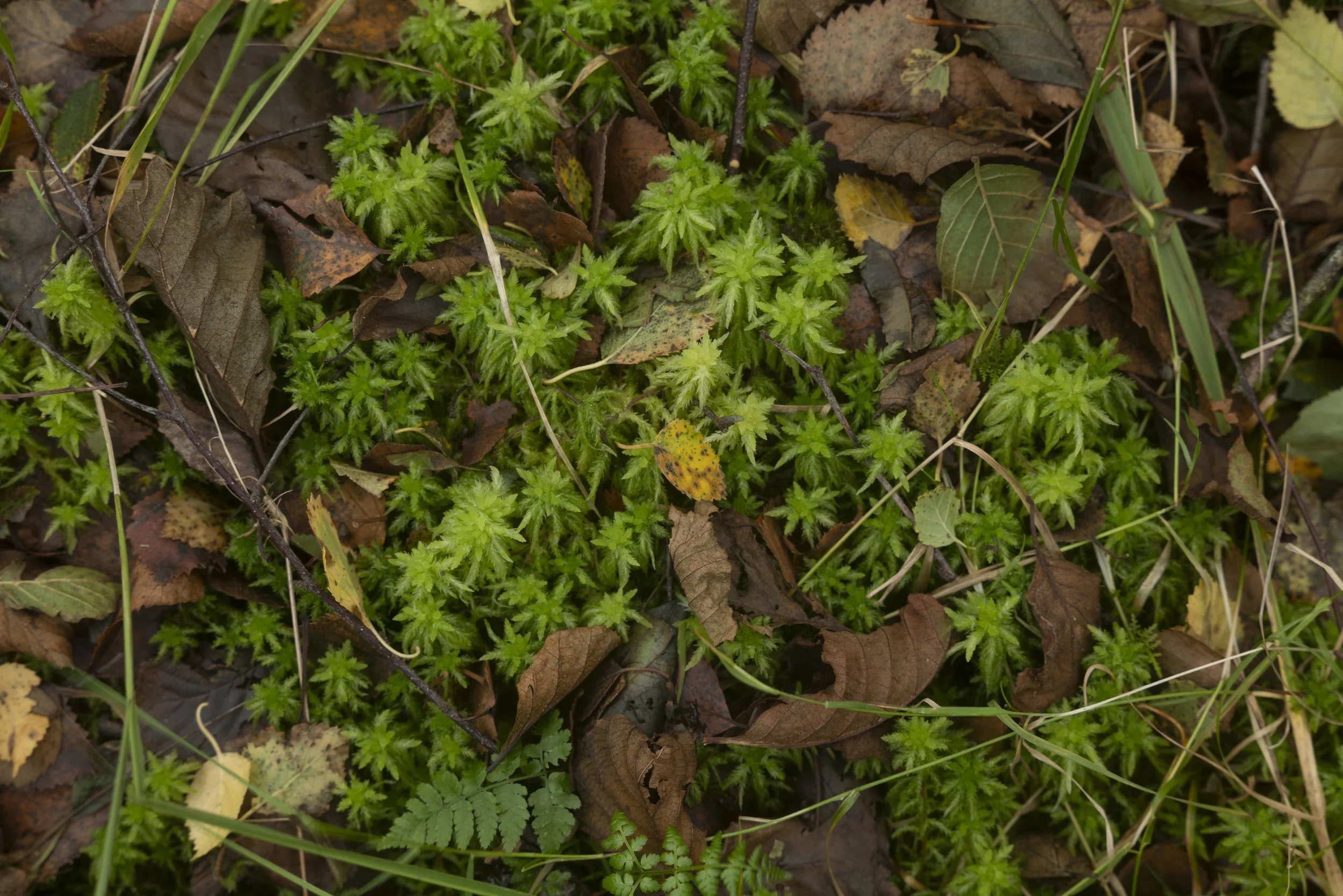 Winter VWH-1080970.jpg