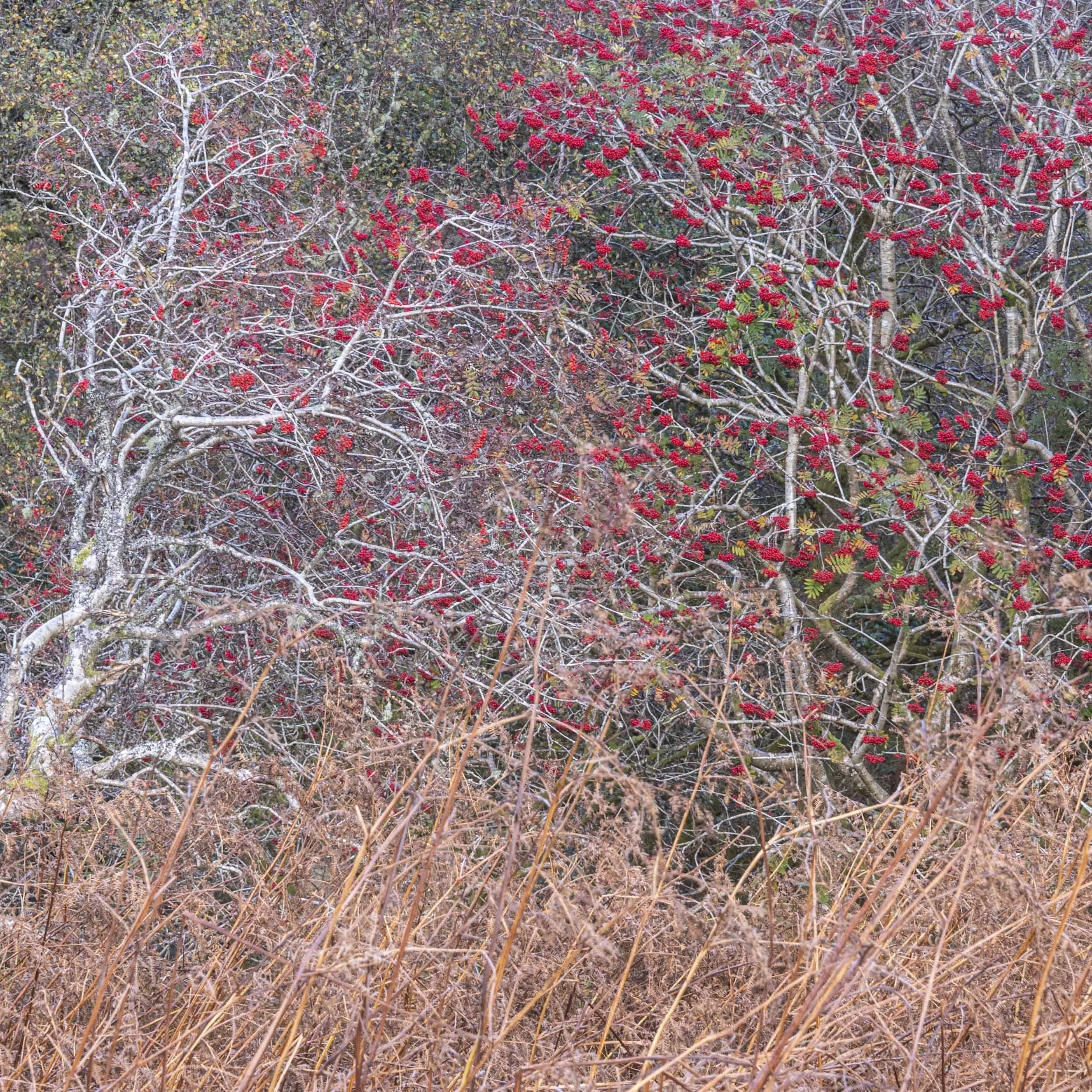 DSC_7474.jpg