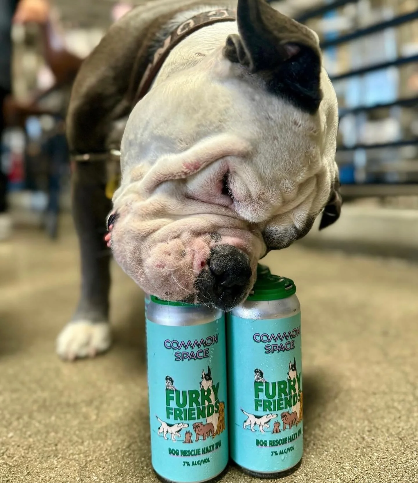 This one&rsquo;s for the dawgs! New beer @commonspacela beer release for a good cause:  our furry friends! Available now in the taproom or your local beer purveyor. 🐶🐾🍻