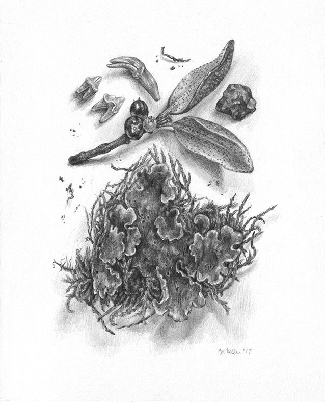 A mechanical pencil drawing of lichen, moss, Labrador tea leaves and berries, and animal teeth.