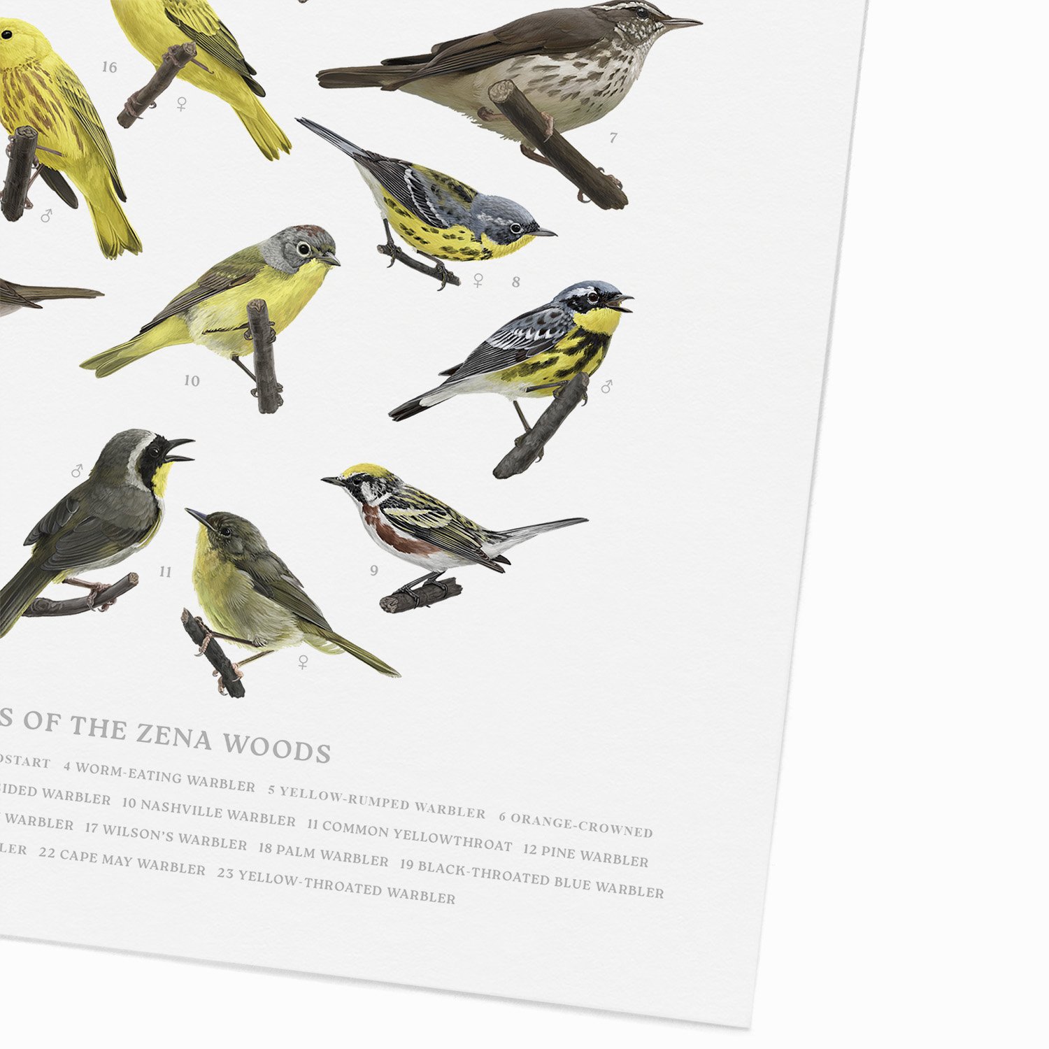Warbler BR.jpg
