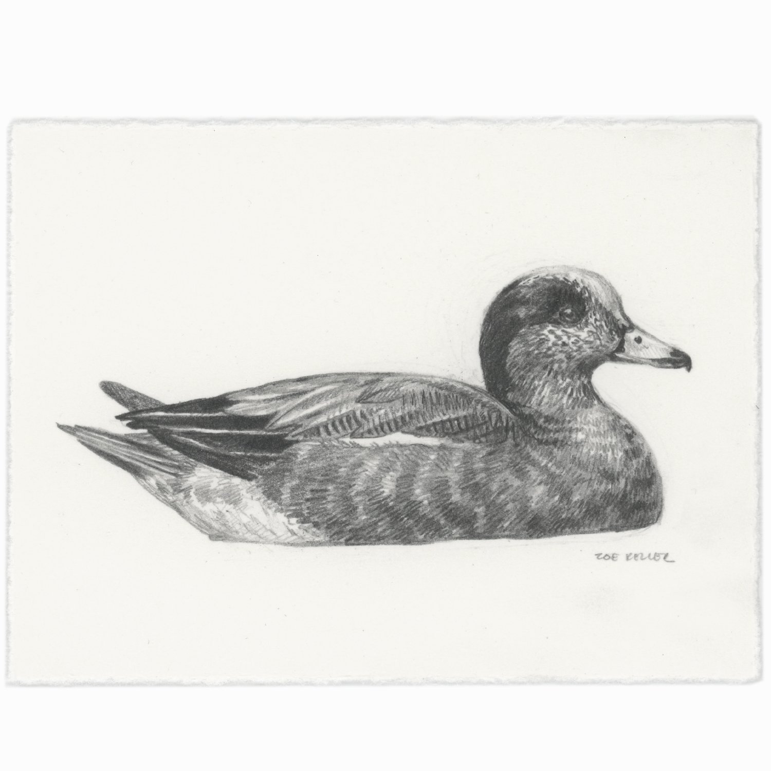 Original Drawing - American Wigeon