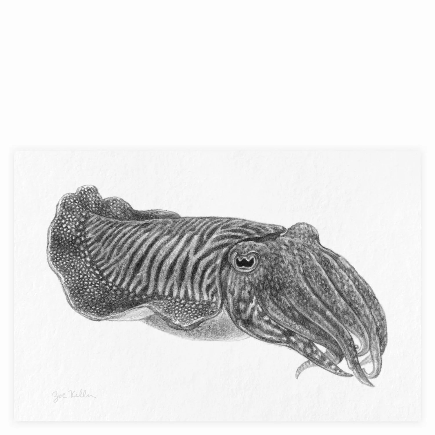 Cuttlefish - $12
