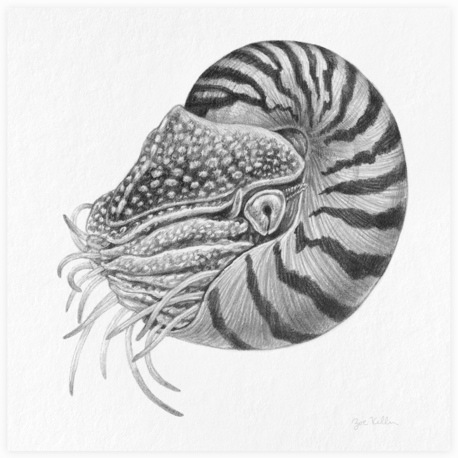 Nautilus - $15