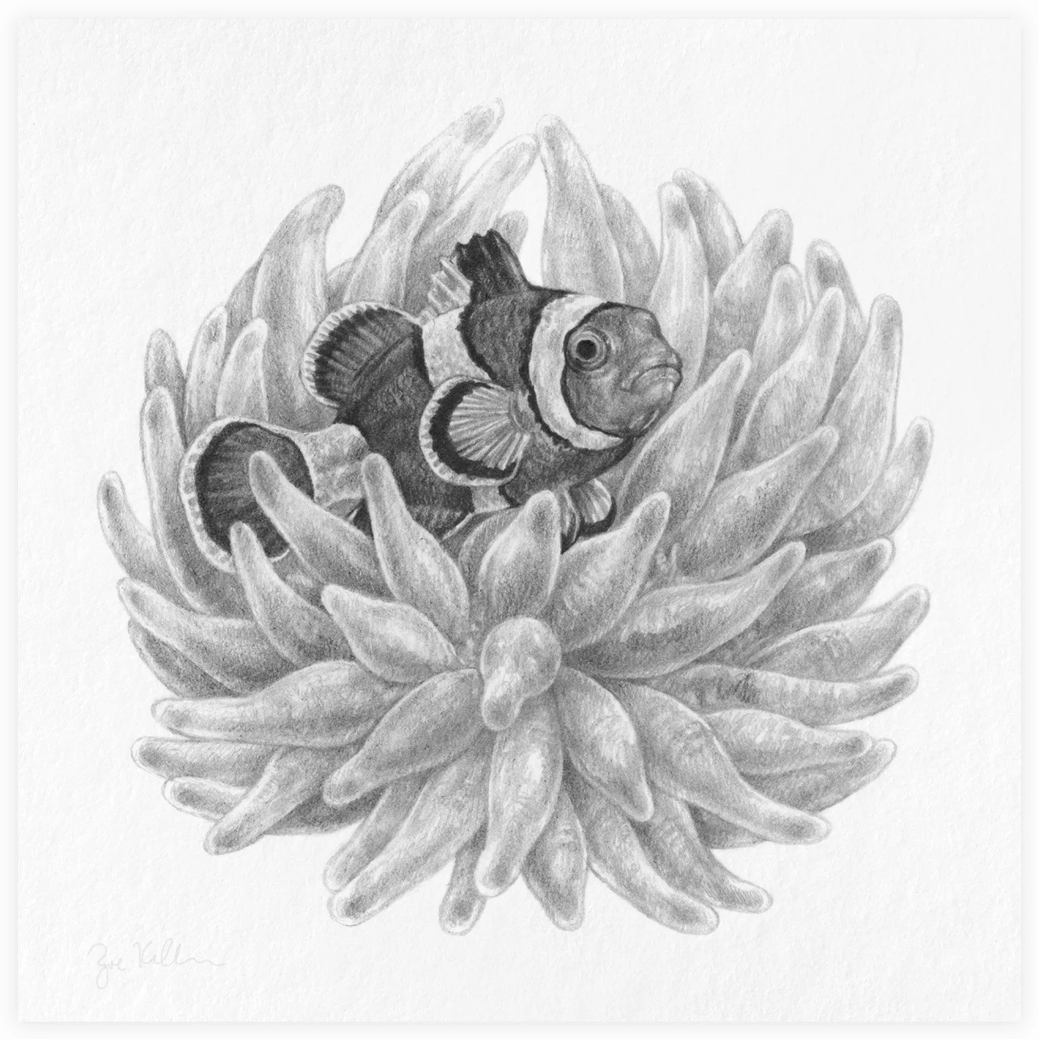 Clownfish - $15