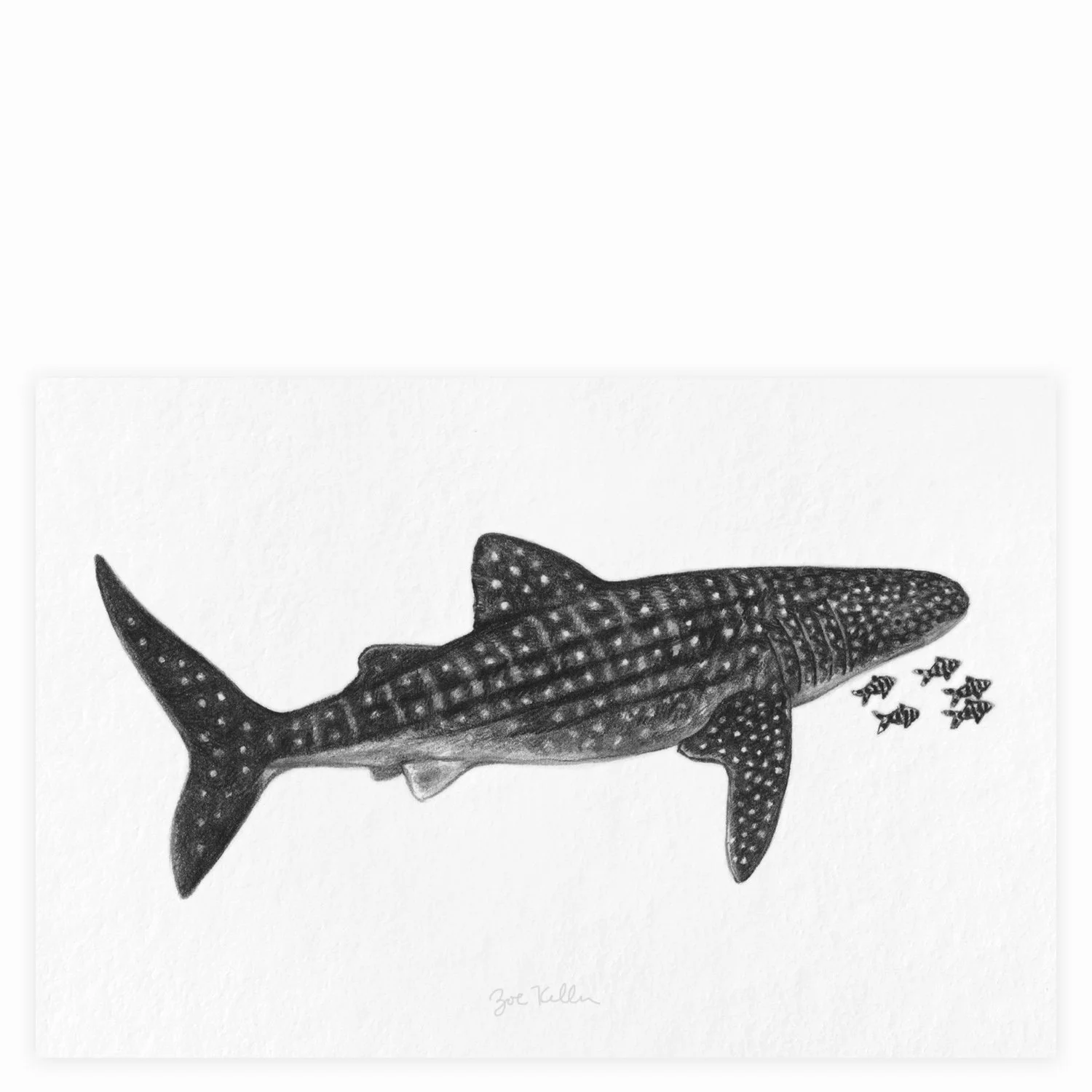 Whale Shark - $12