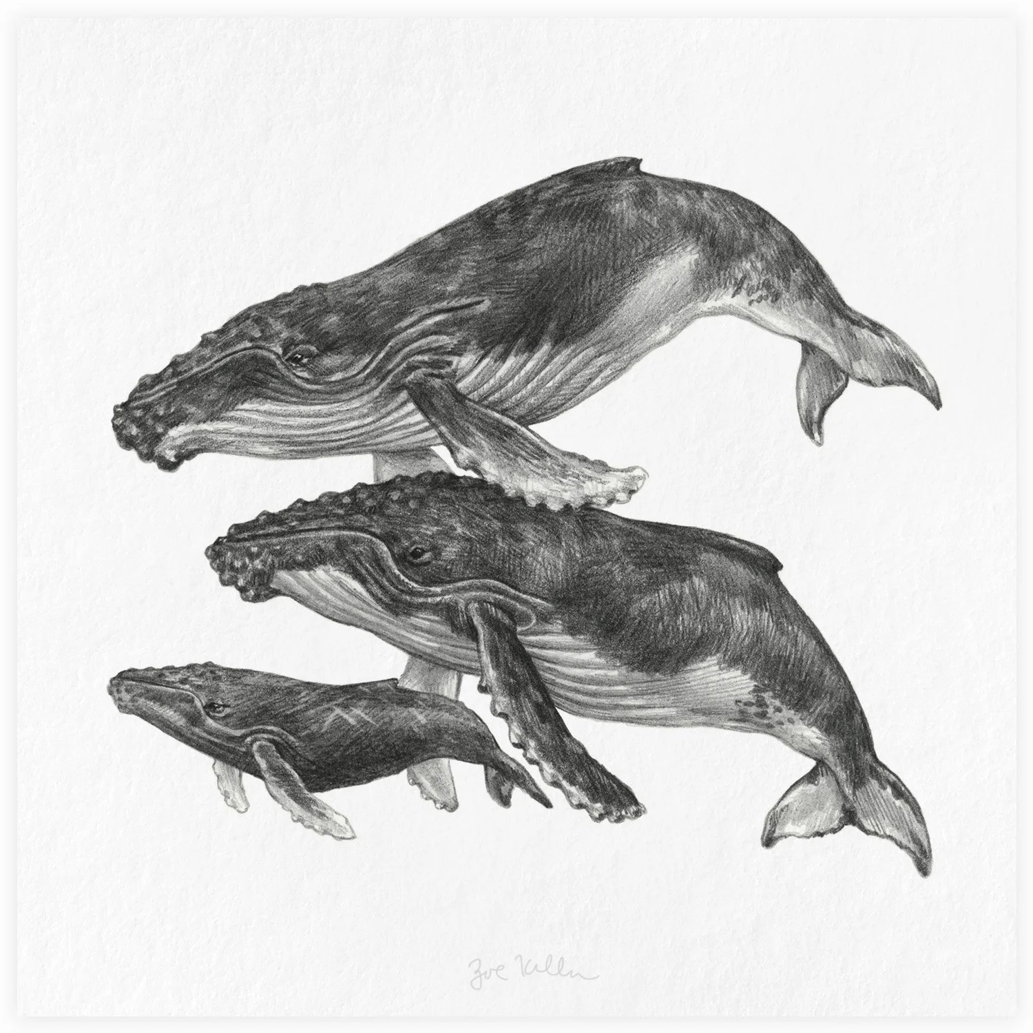 Humpback Whale Family - $15 