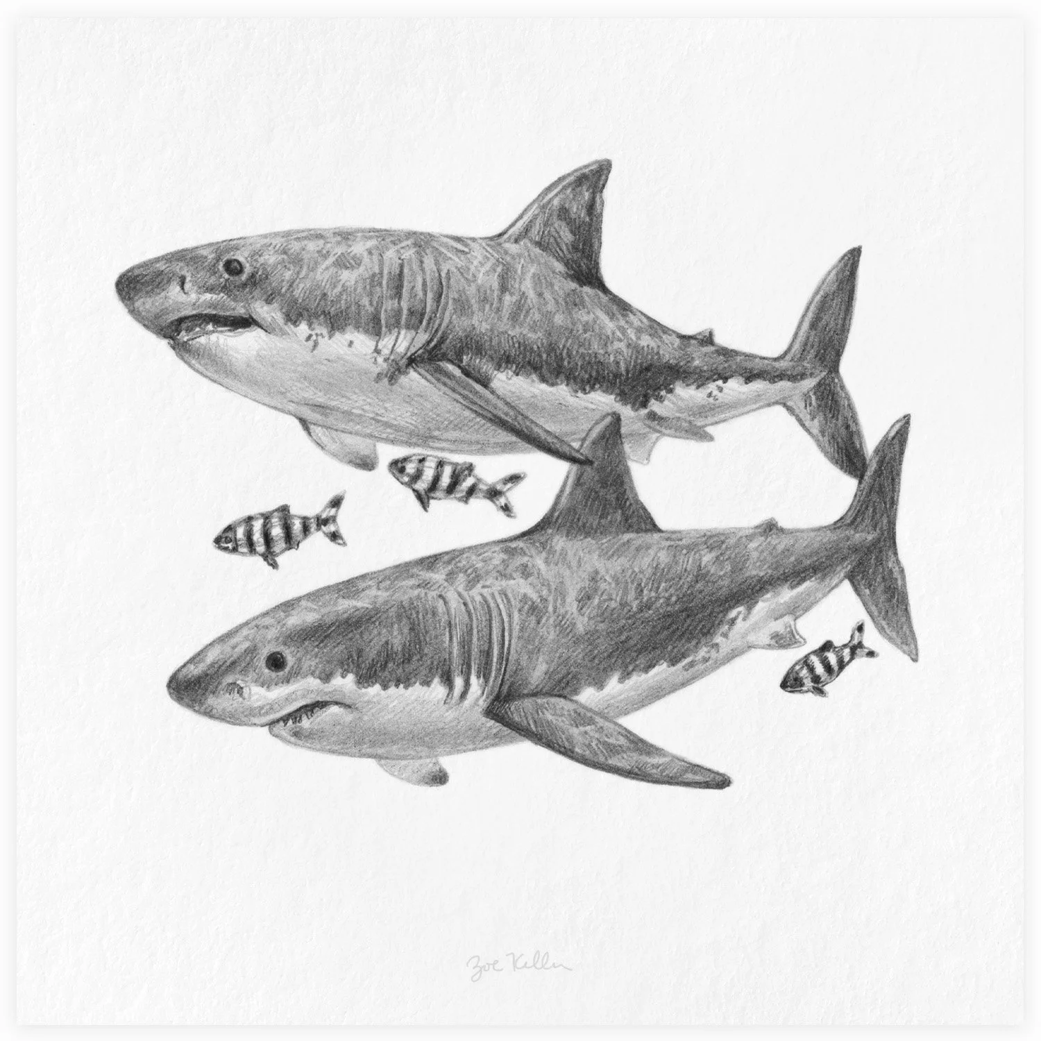 Great White Sharks - $15