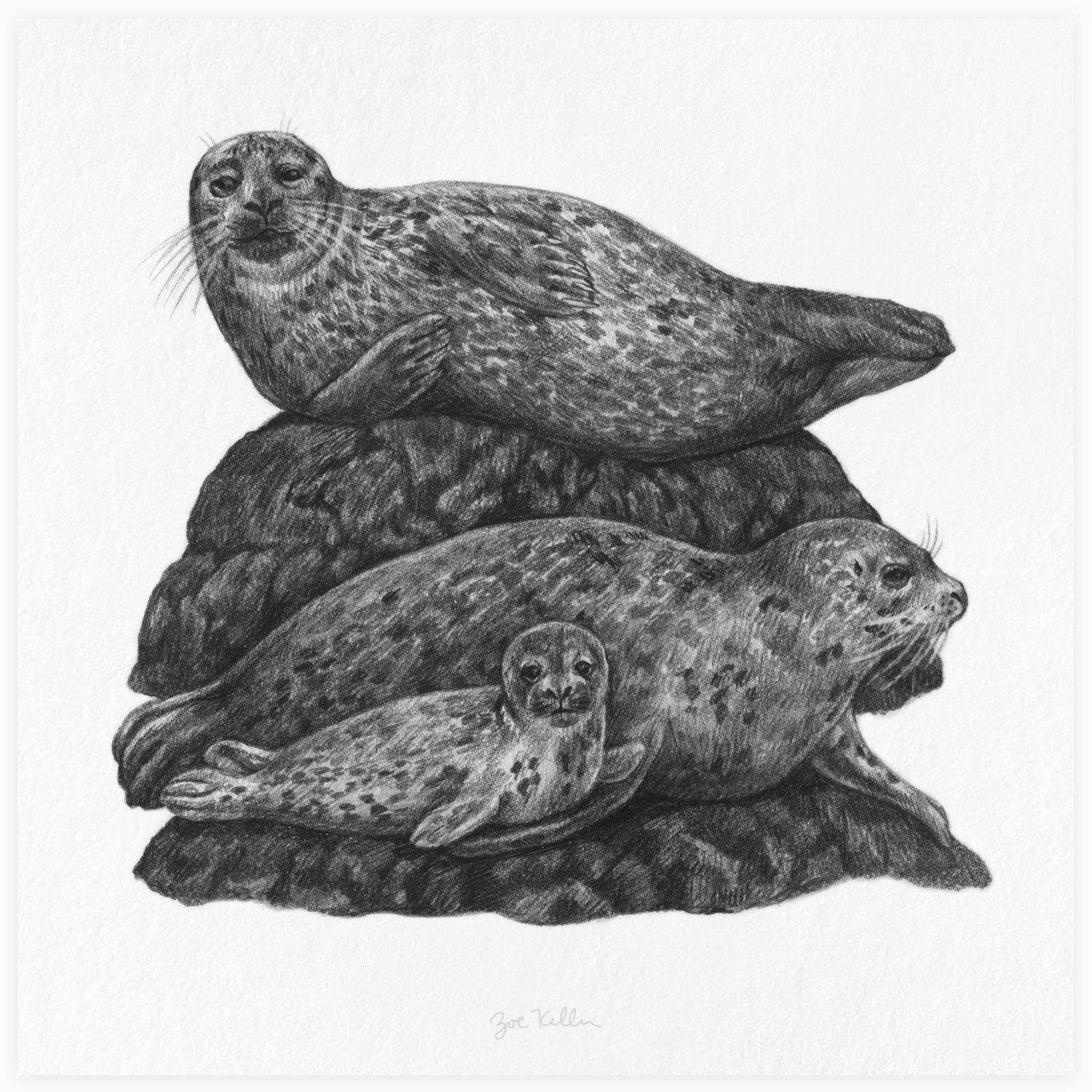 Harbor Seals - $15