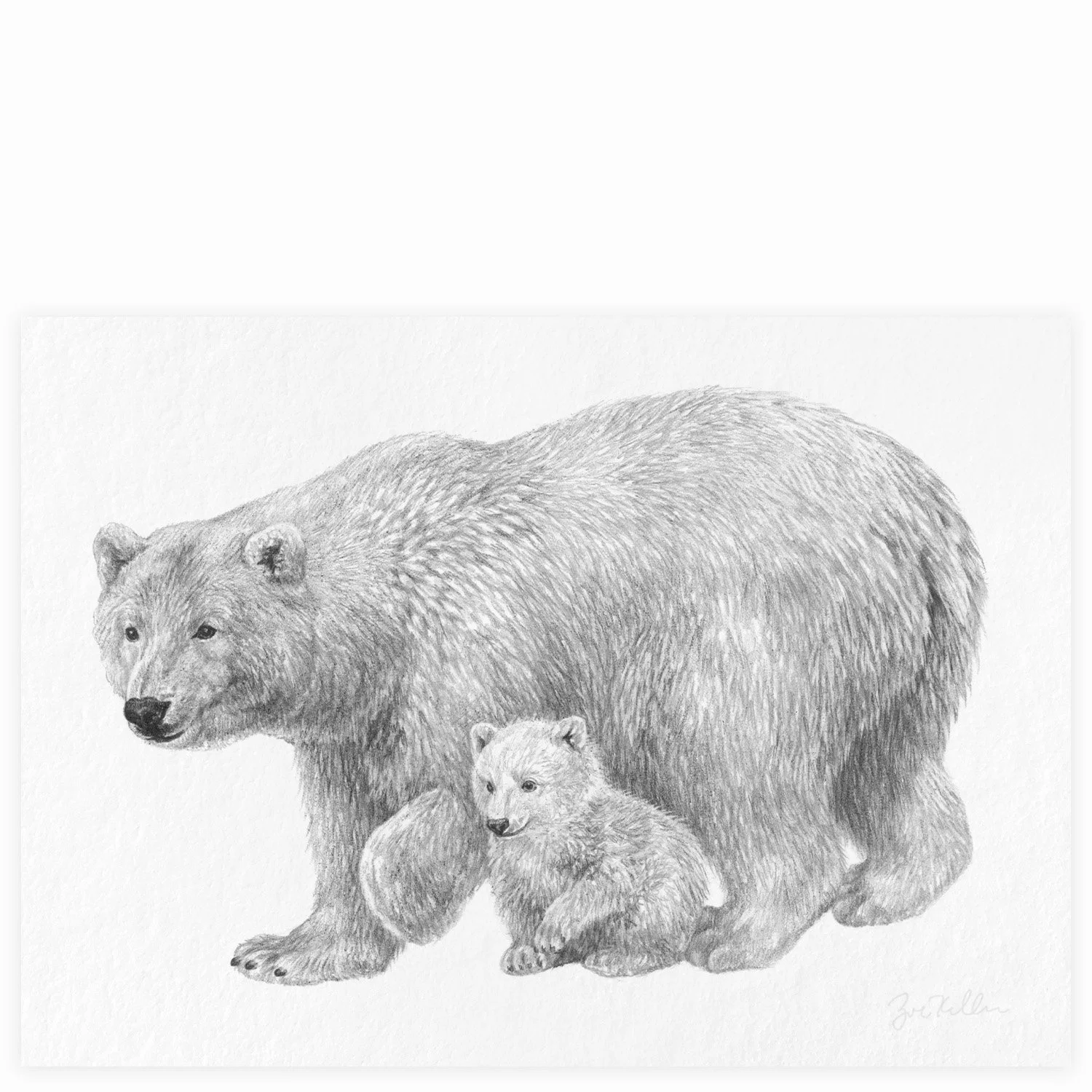 Polar Bears - $15