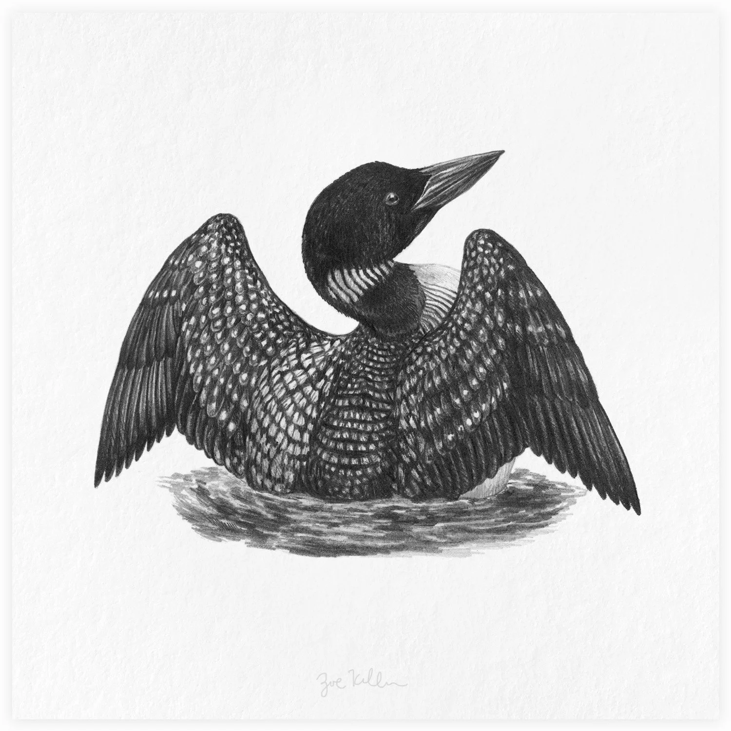 Loon - $15