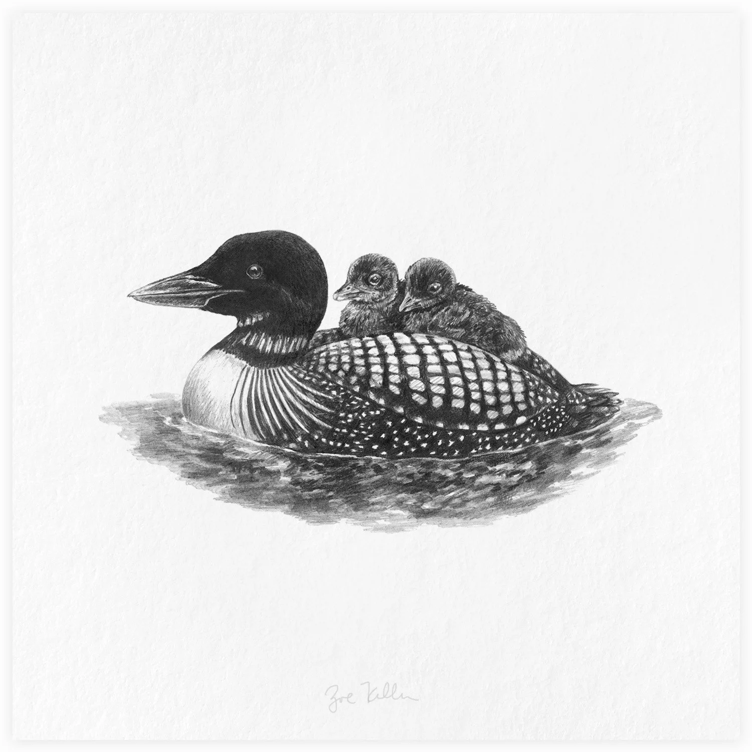 Loon with Chicks - $15 