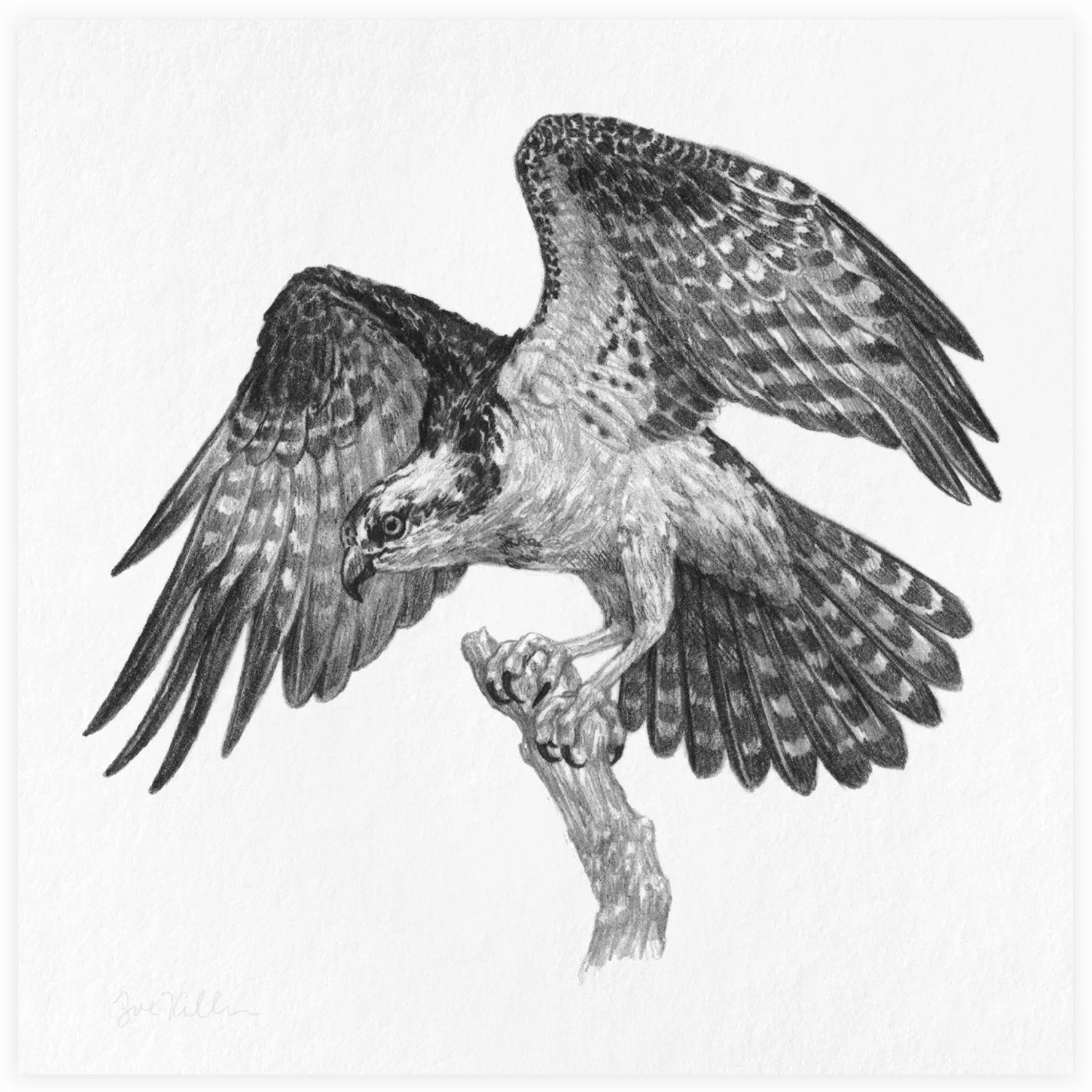 Osprey - $15 