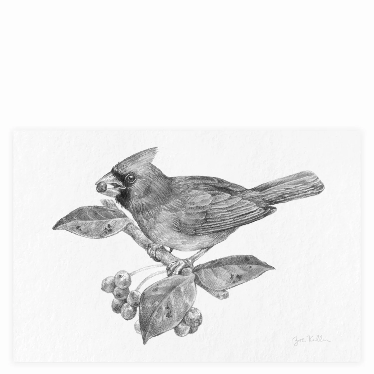 Cardinal - $12
