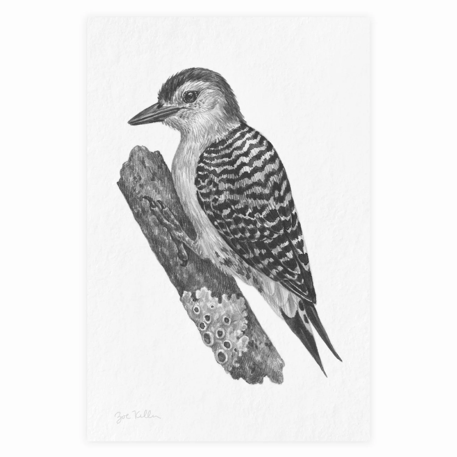 Red-bellied Woodpecker - $12 