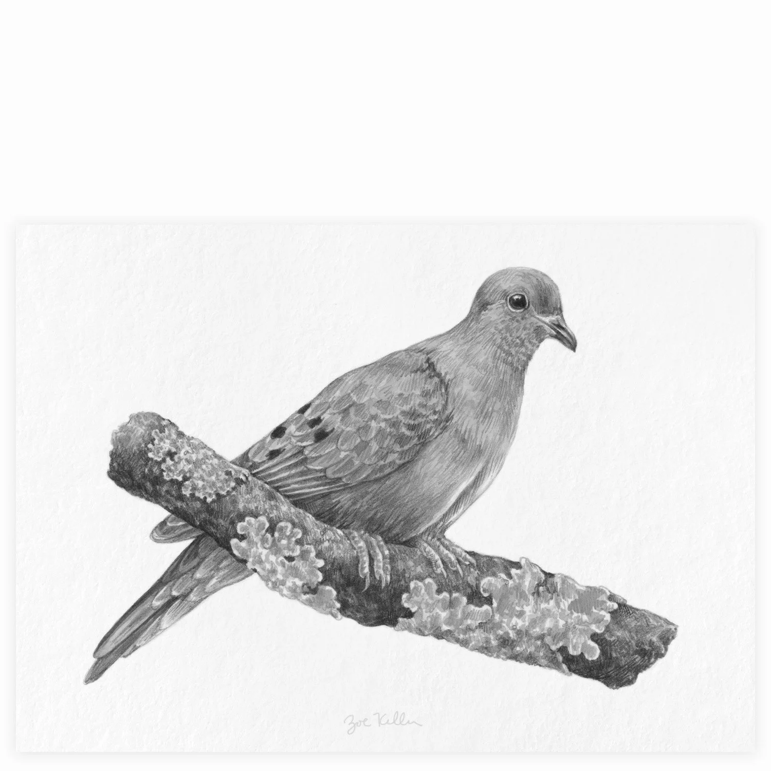 Mourning Dove - $15 