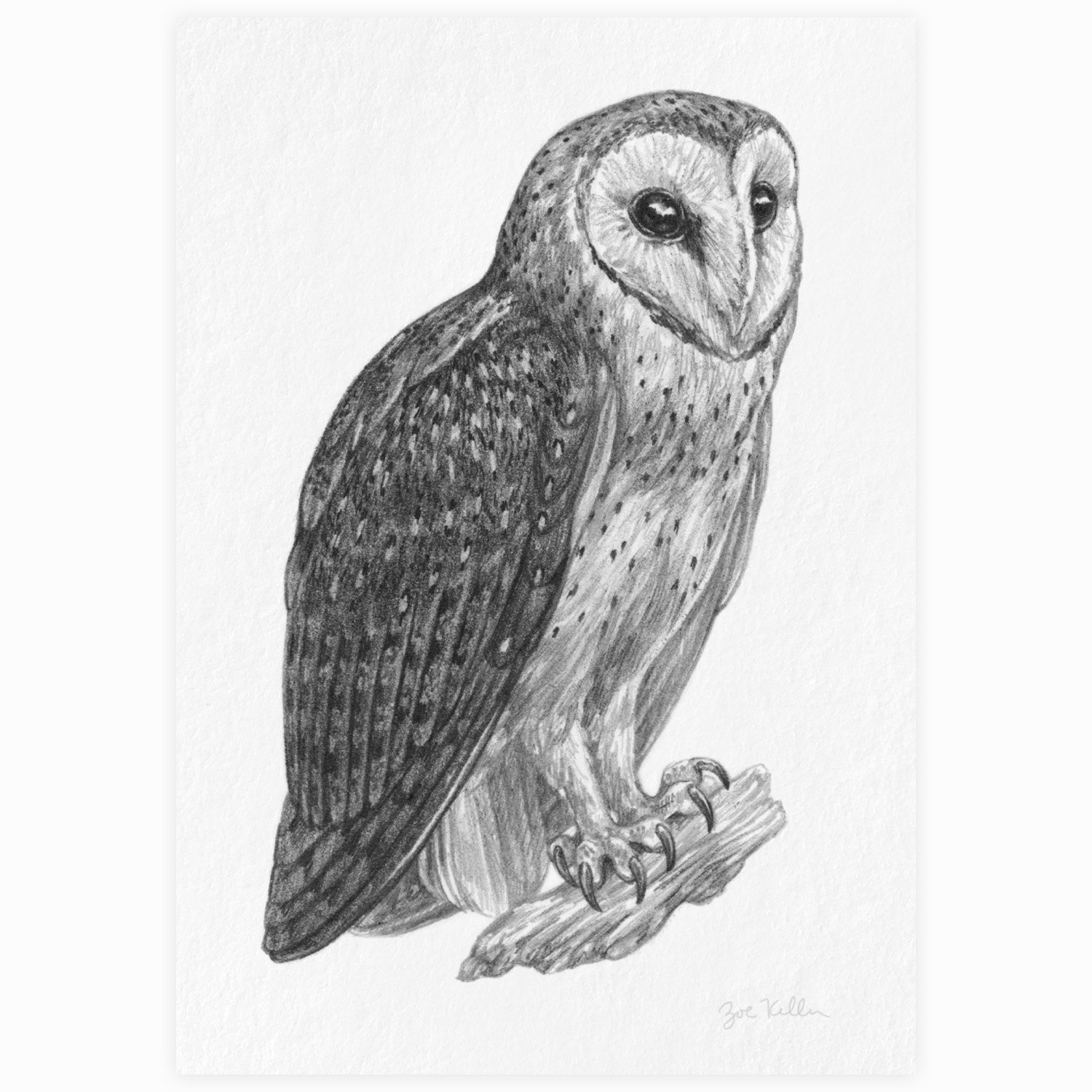 Barn Owl - $10