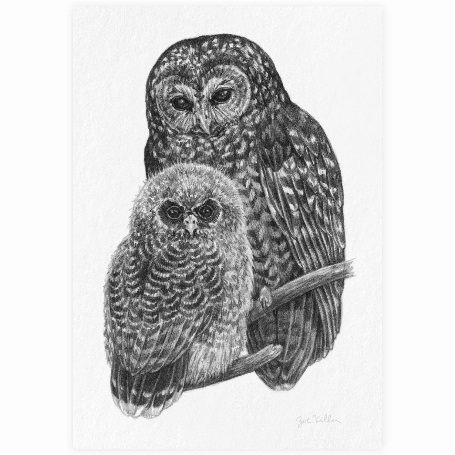 Northern Spotted Owl - $10 