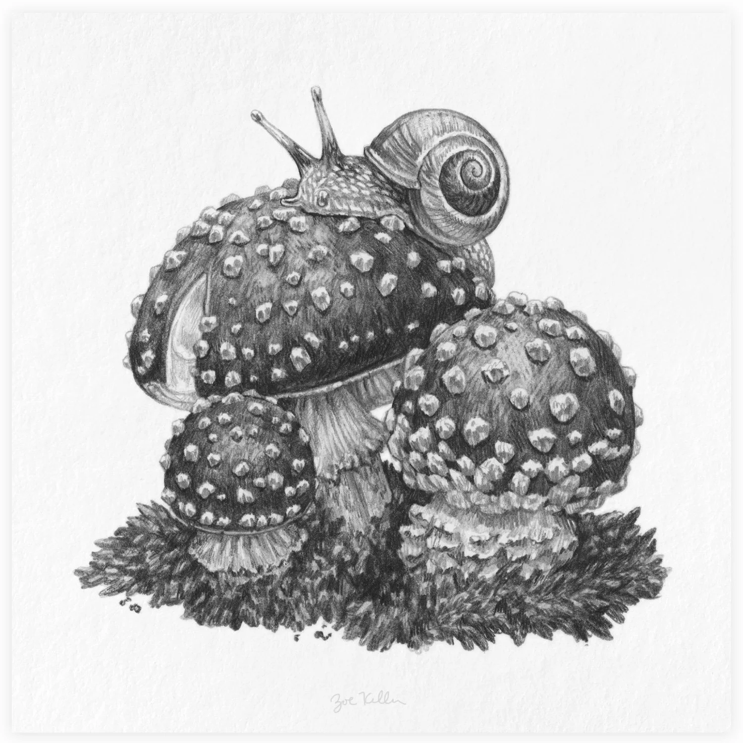 Amanitas and Snail - $15 
