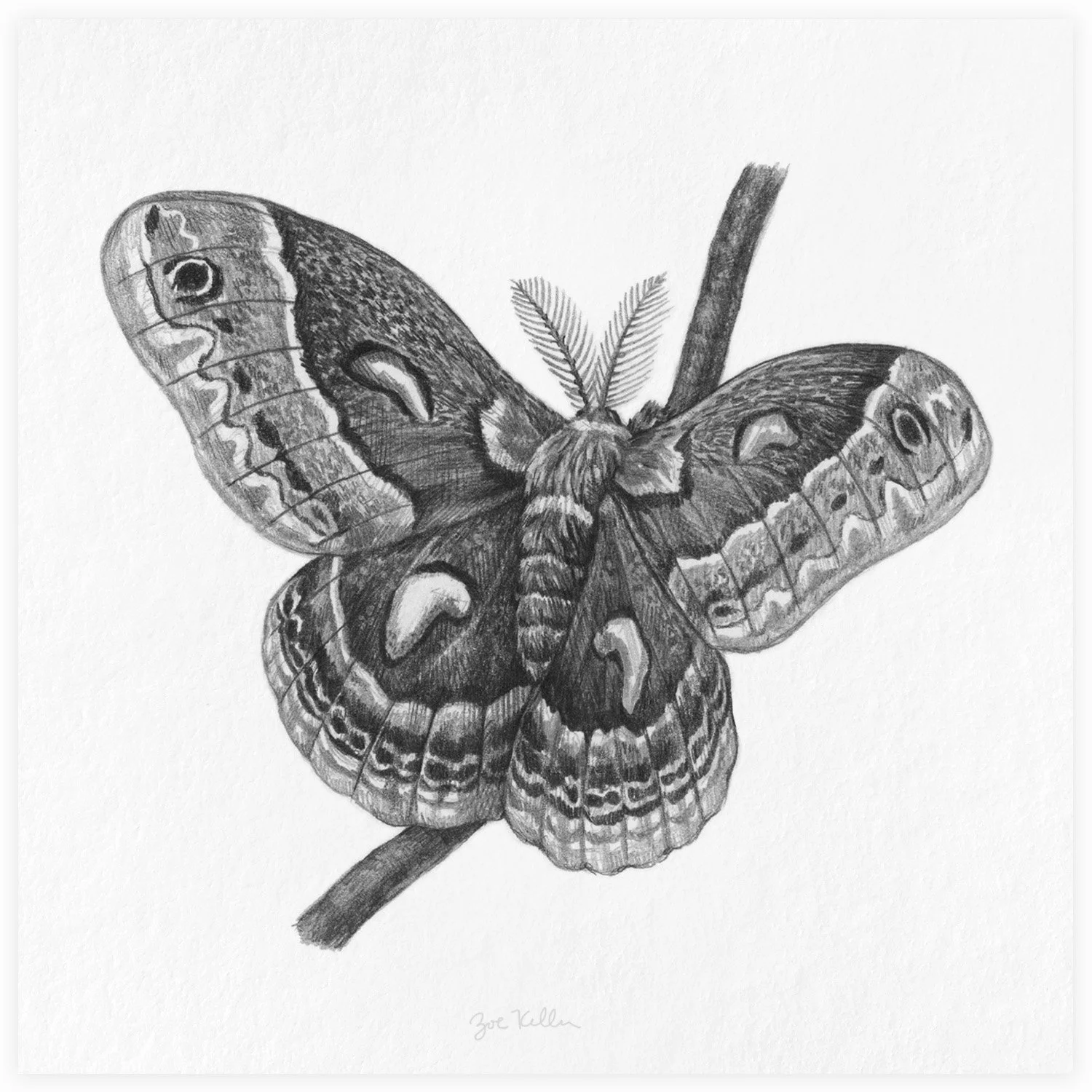 Cecropia Moth - $15
