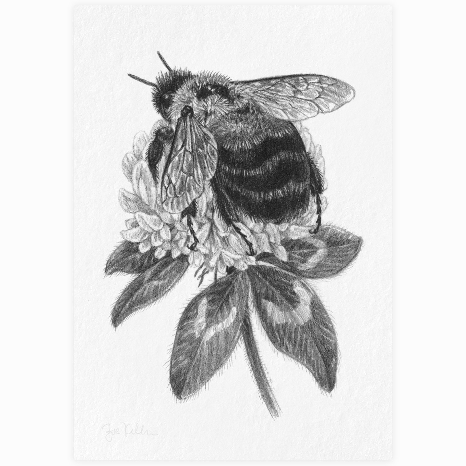 Rusty-patched Bumblebee - $10