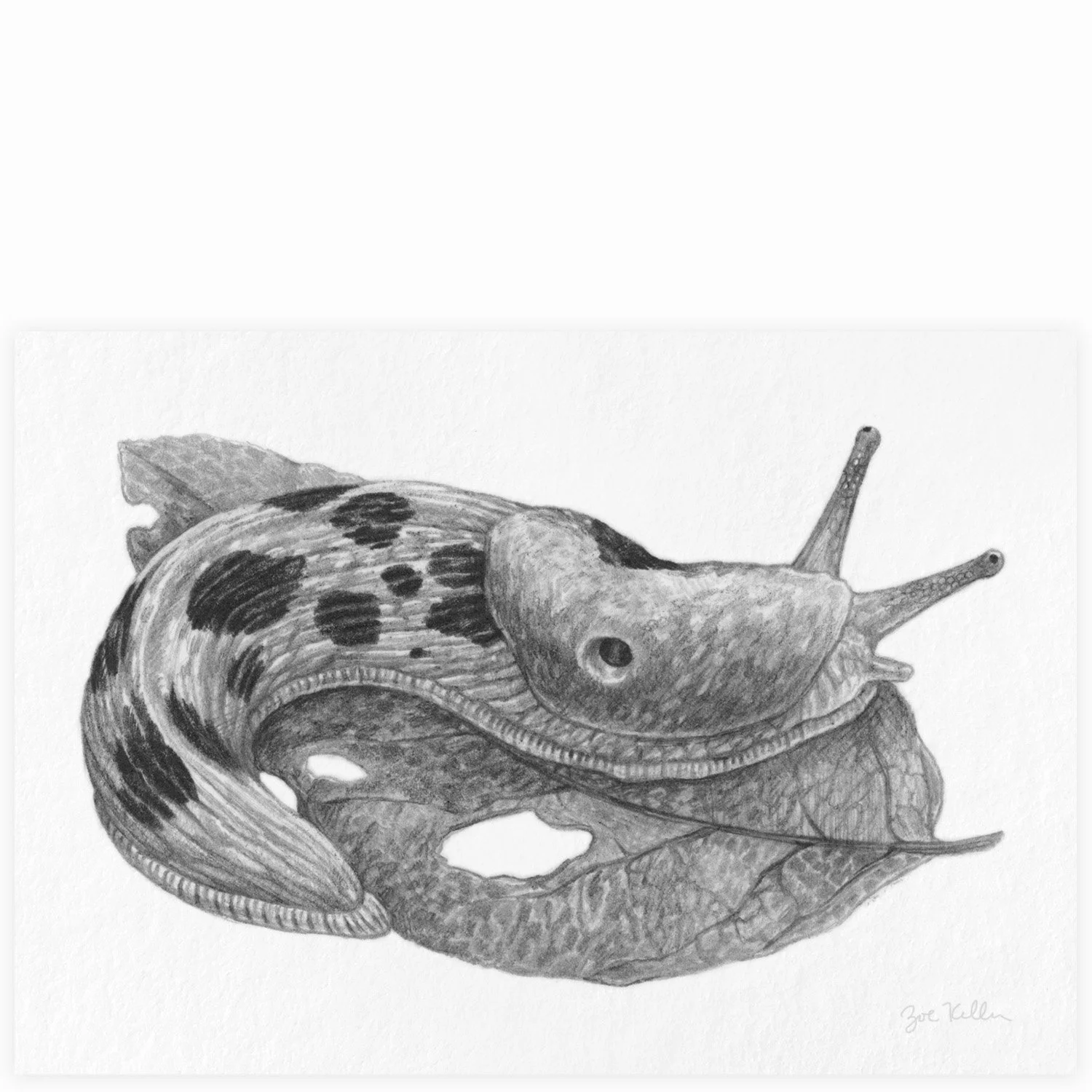 Banana Slug - $10 
