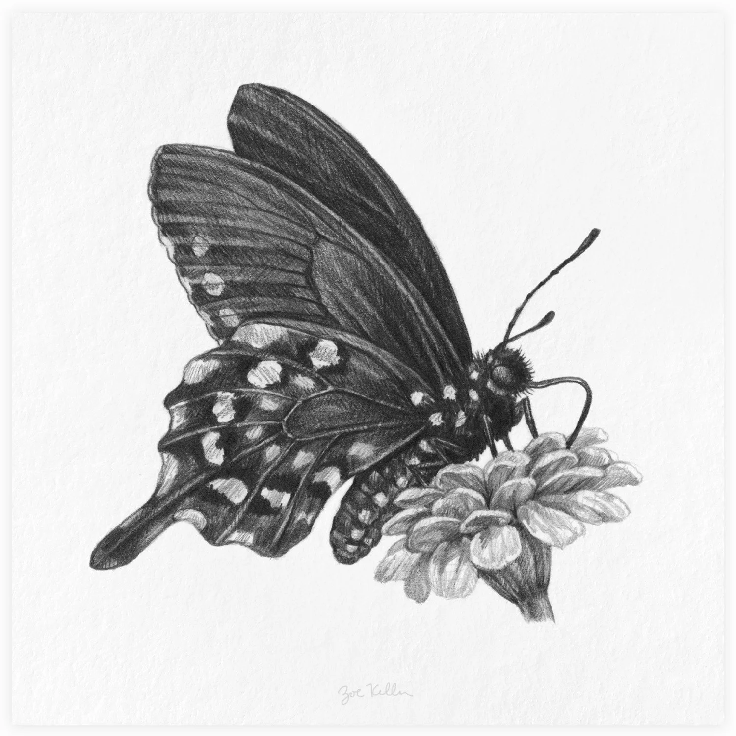 Black Swallowtail Butterfly - $15