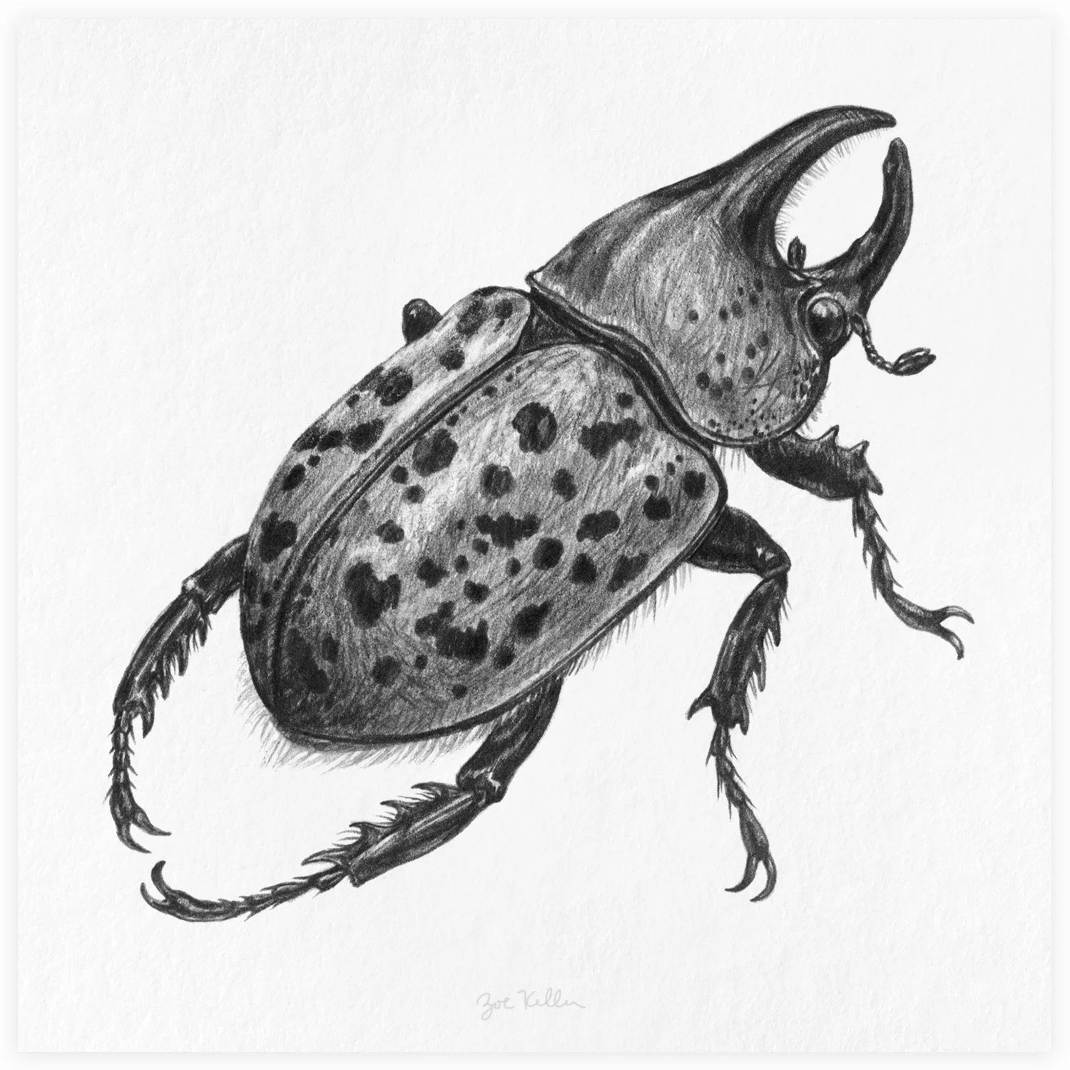 Hercules Beetle - $15