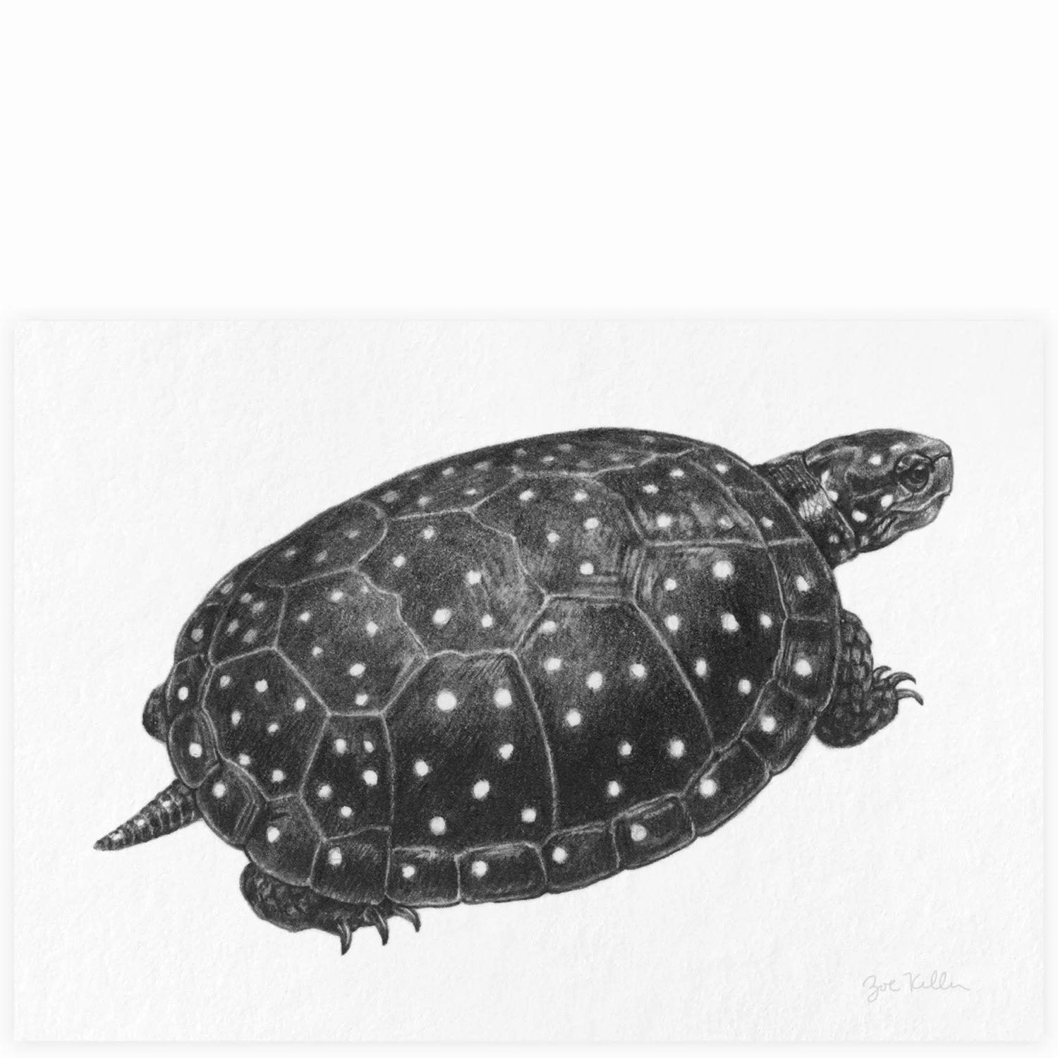 Spotted Turtle - $10 