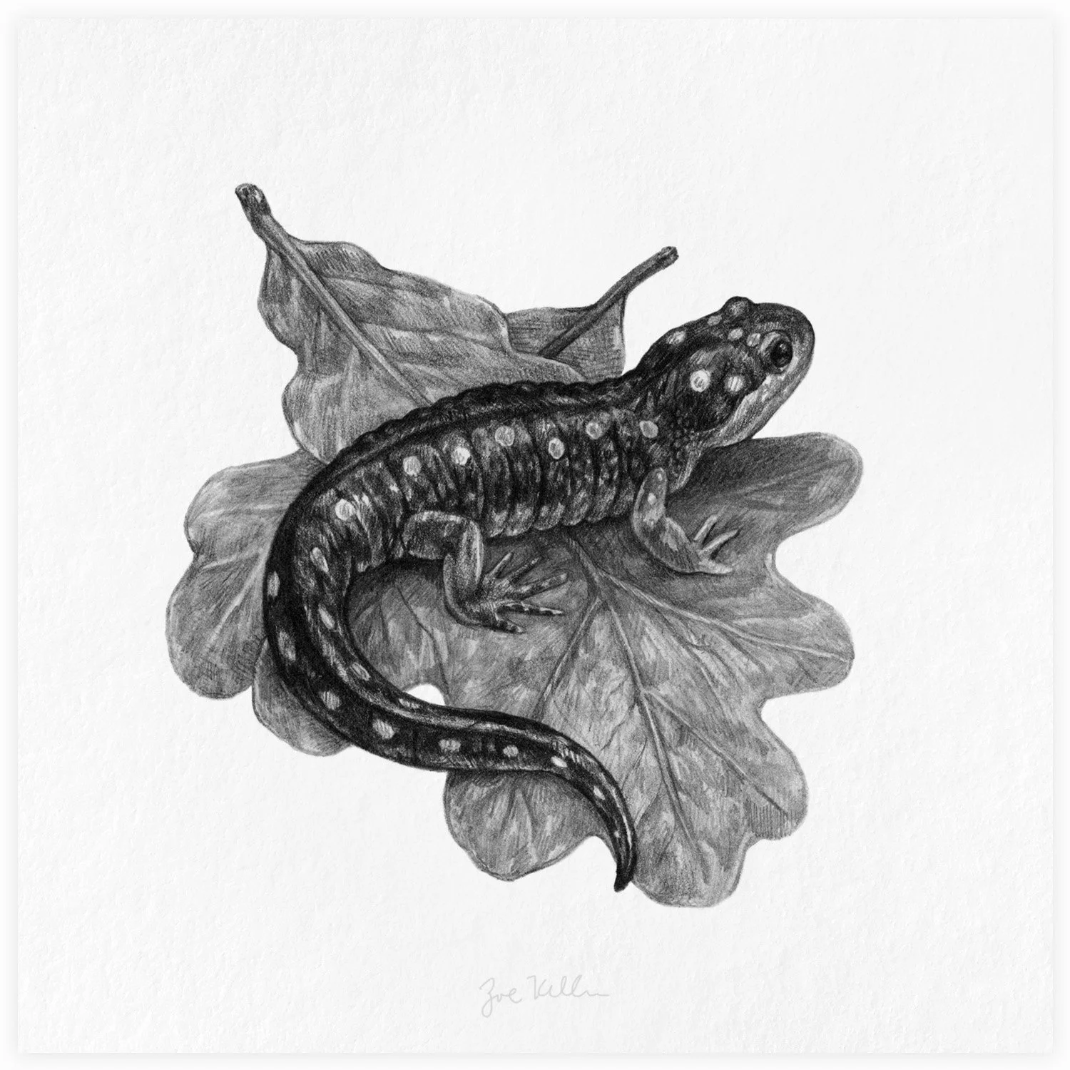 Spotted Salamander - $15 
